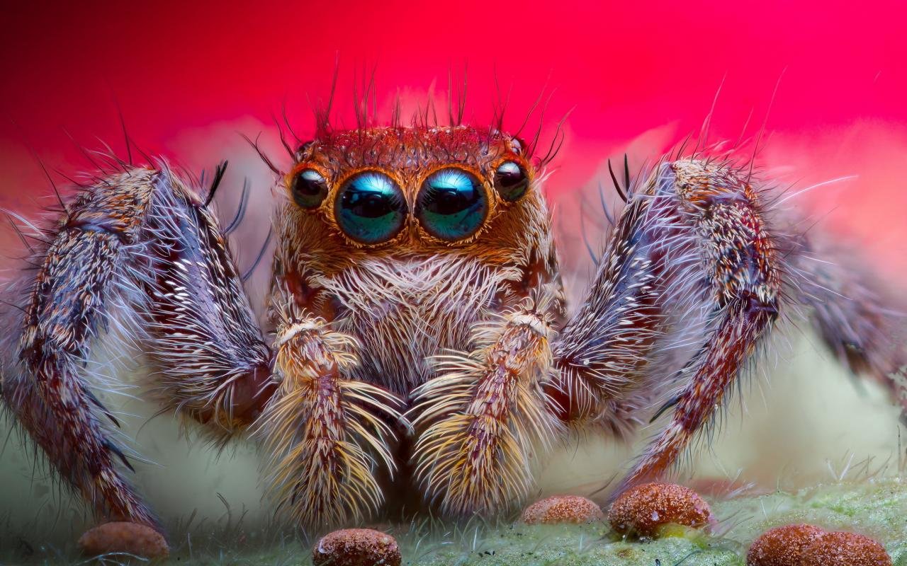 Free Spider high quality wallpaper ID:22052 for hd 1280x800 PC