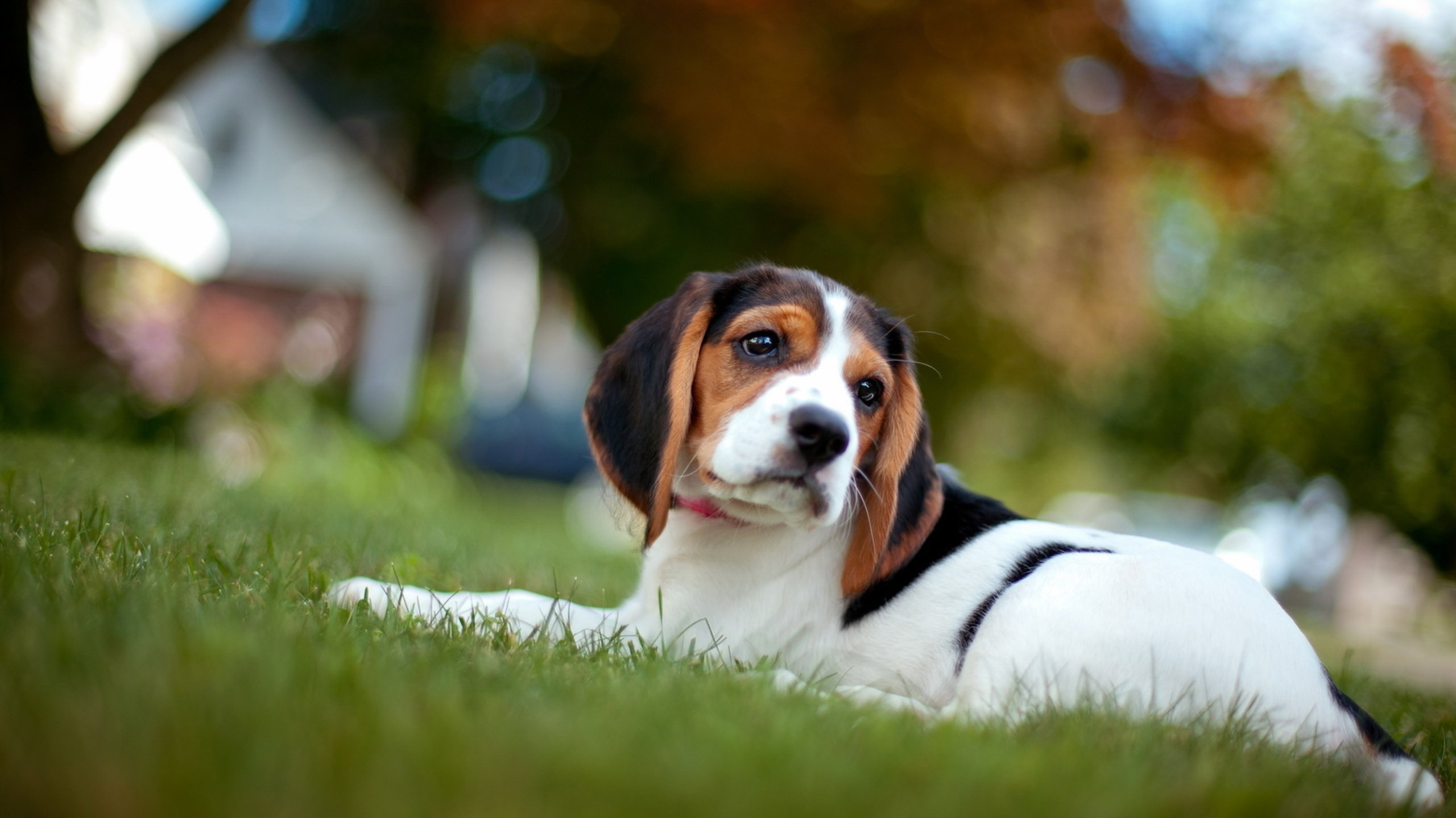 Free Beagle high quality background ID:294237 for hd 2560x1440 PC