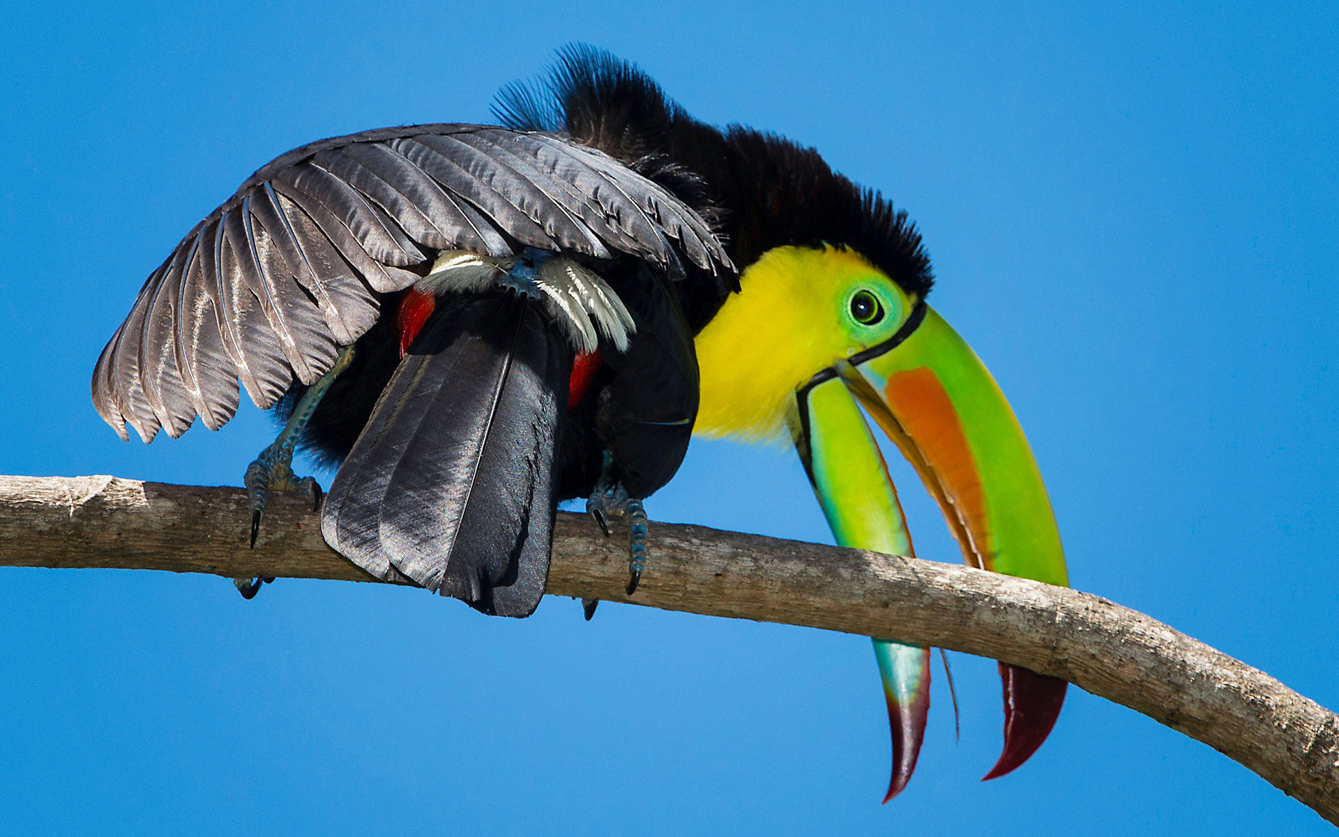 High resolution Toucan hd 1920x1200 wallpaper ID:57261 for PC