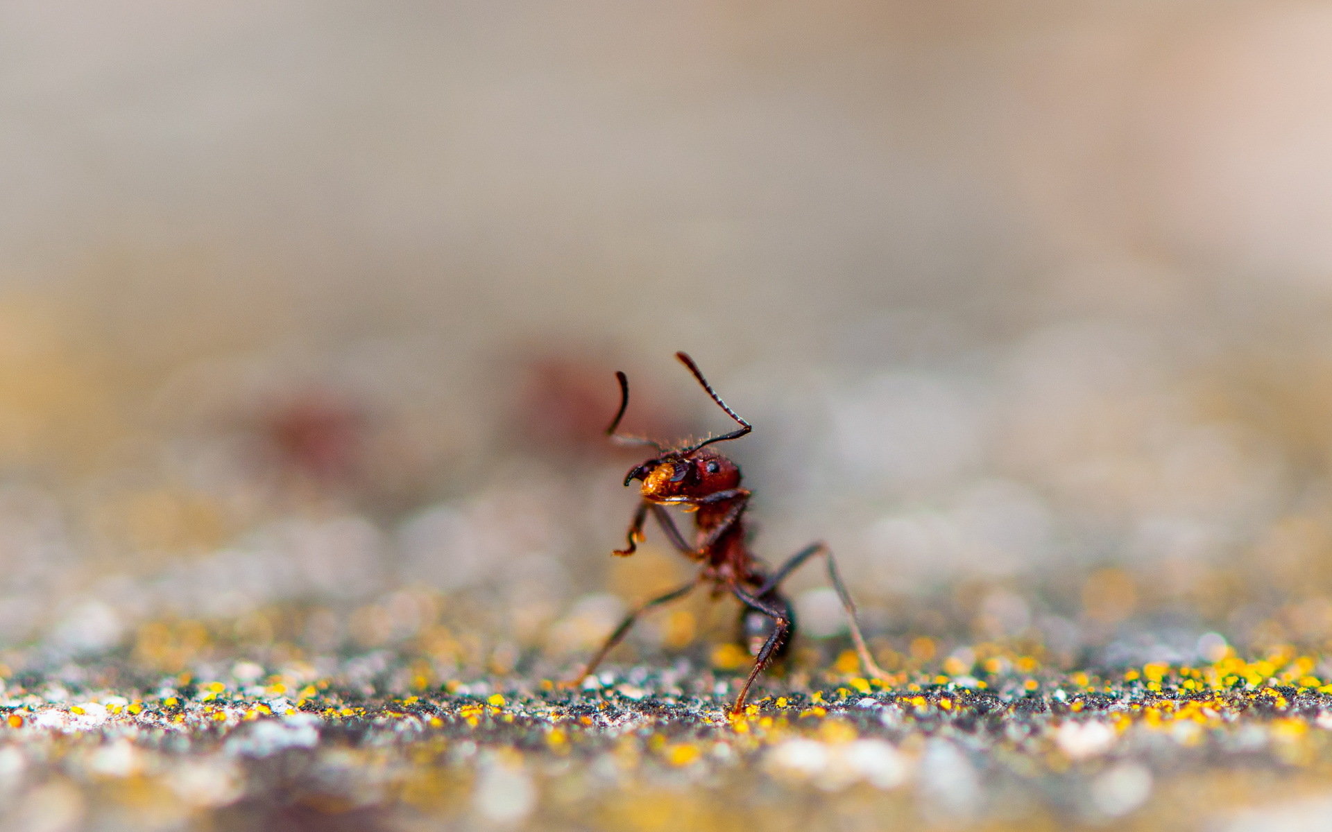 High resolution Ant hd 1920x1200 background ID:401339 for desktop