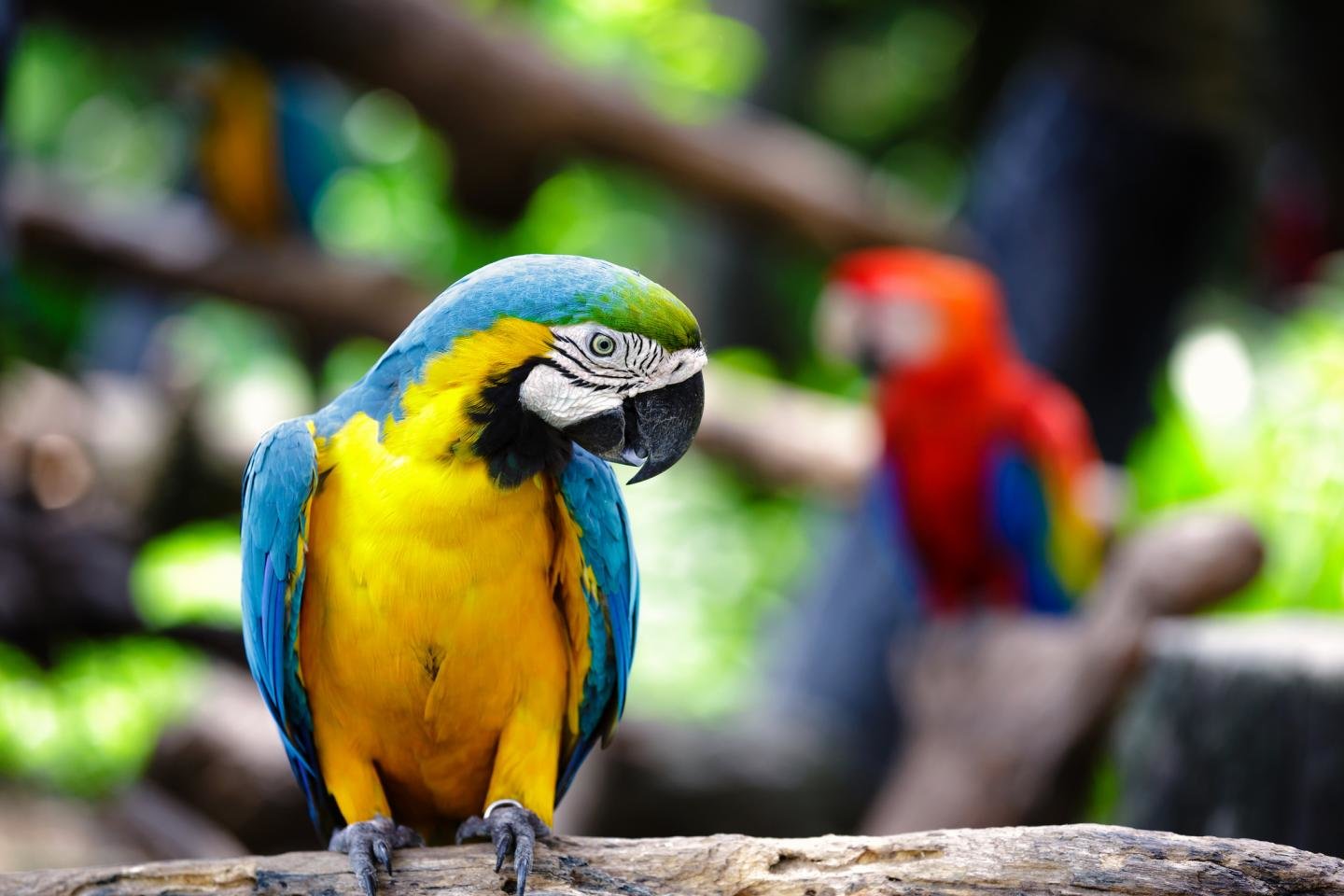 Best Macaw wallpaper ID:46418 for High Resolution hd 1440x960 computer