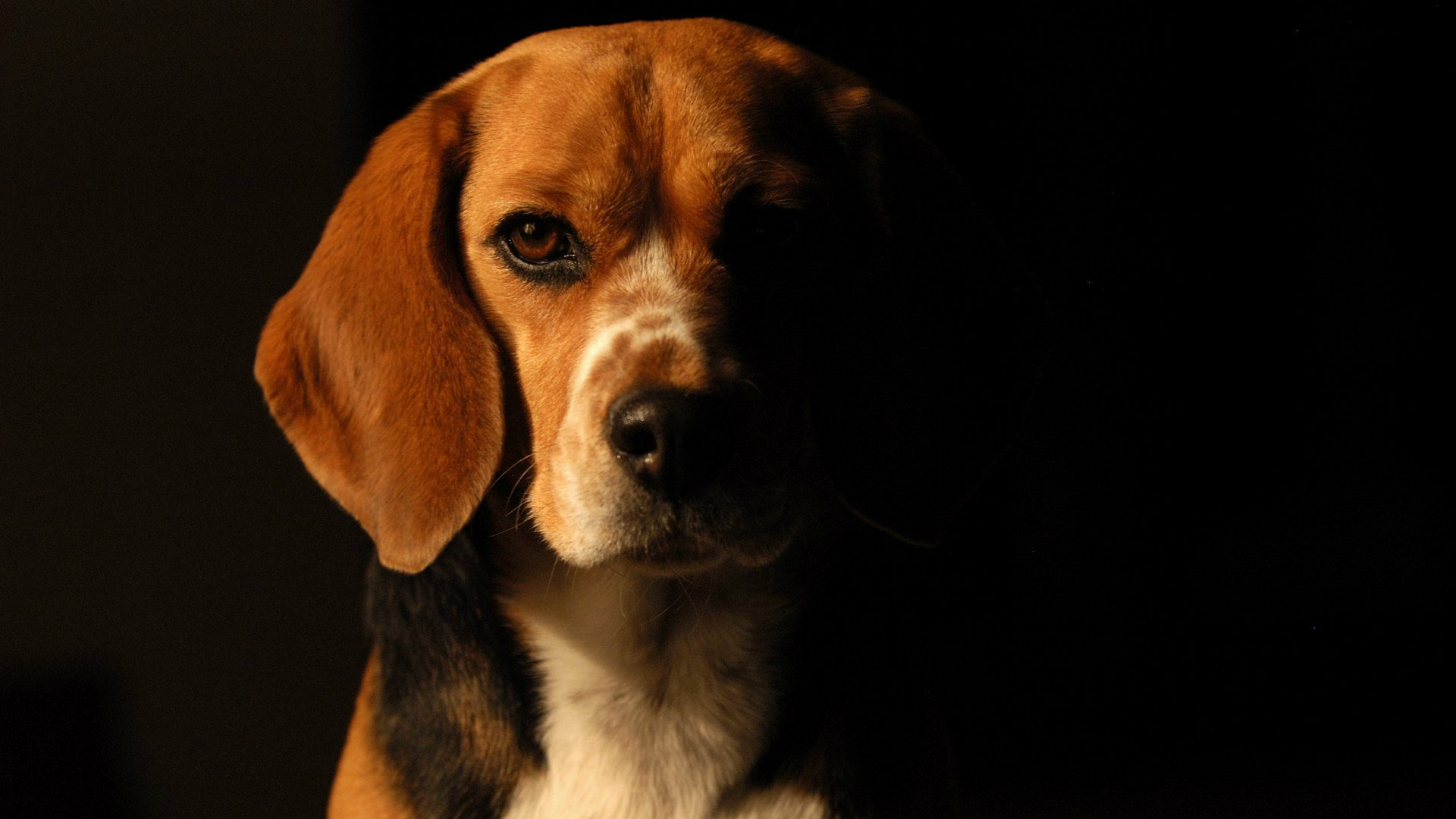 Download full hd 1920x1080 Beagle PC background ID:294233 for free