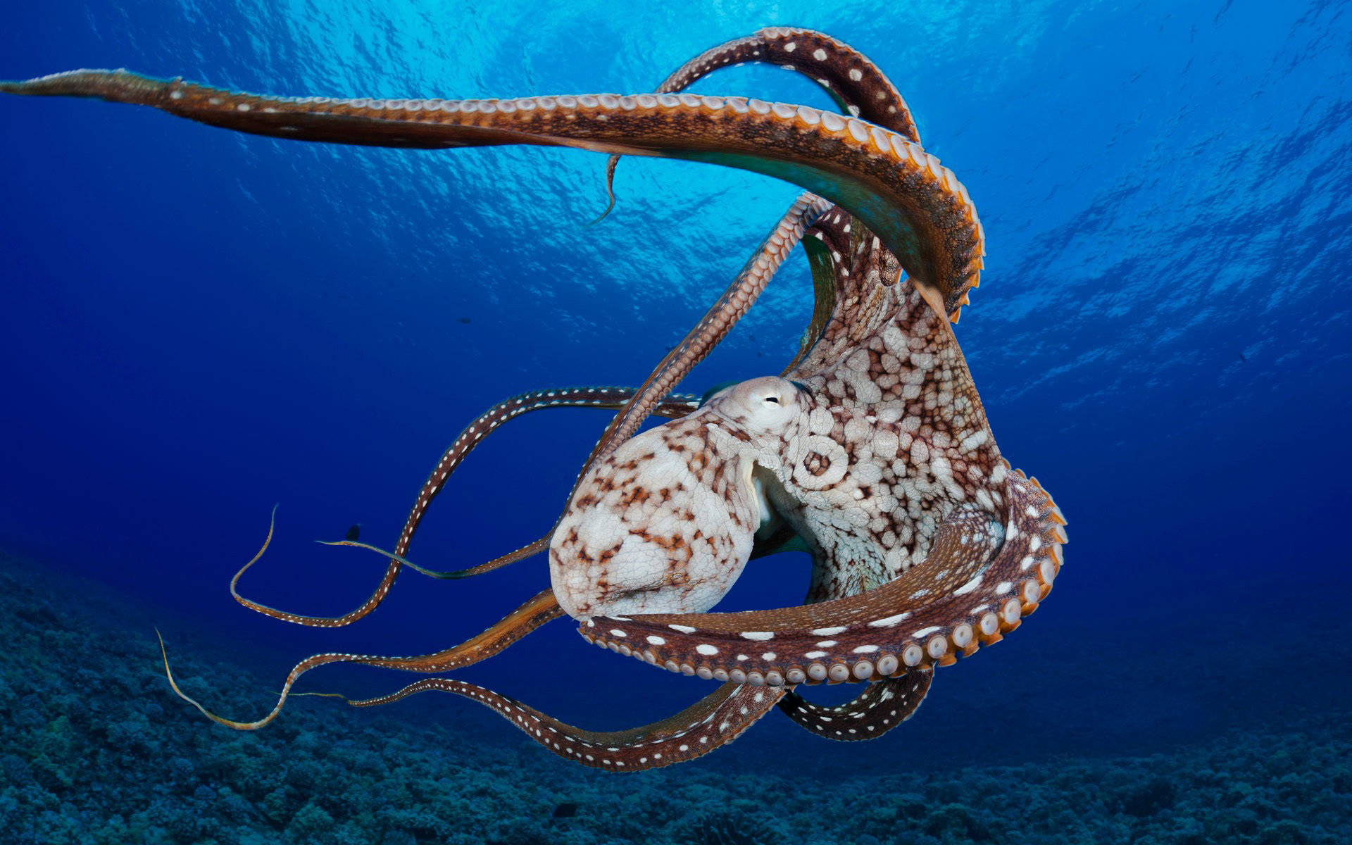 Awesome Octopus free wallpaper ID:350566 for hd 1920x1200 PC