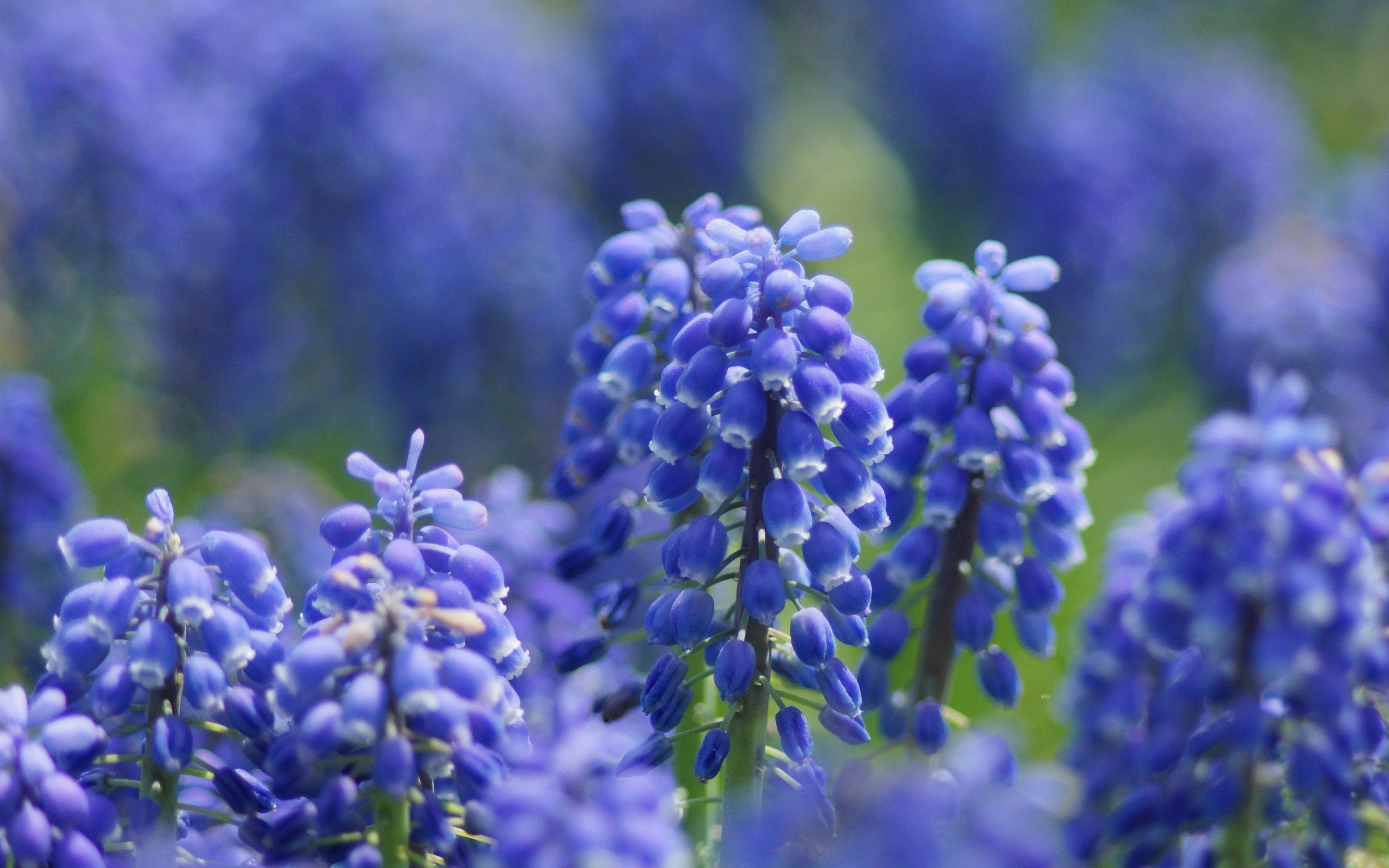 Download hd 2880x1800 Hyacinth computer background ID:155927 for free