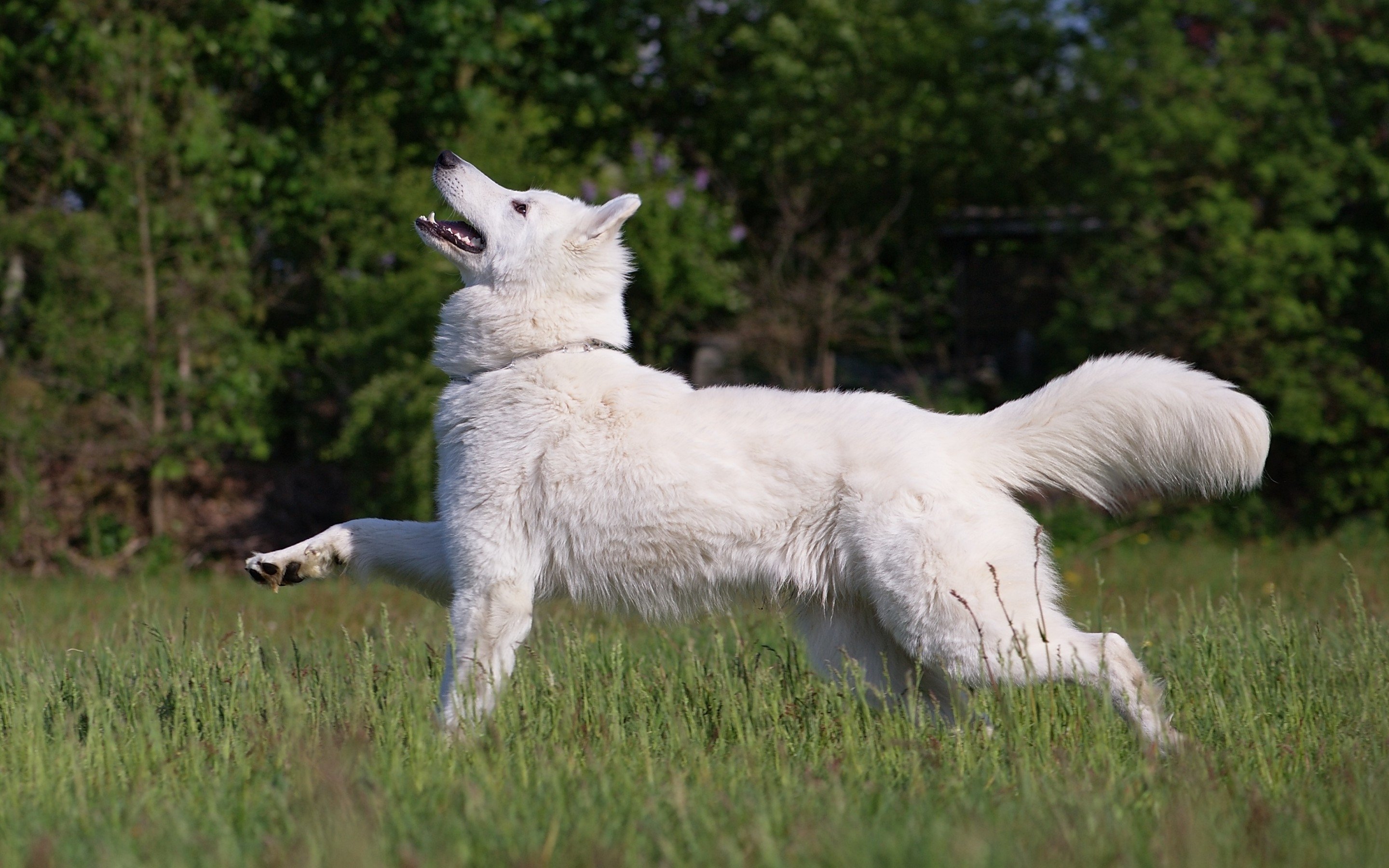 Free download Samoyed wallpaper ID:63155 hd 2880x1800 for PC