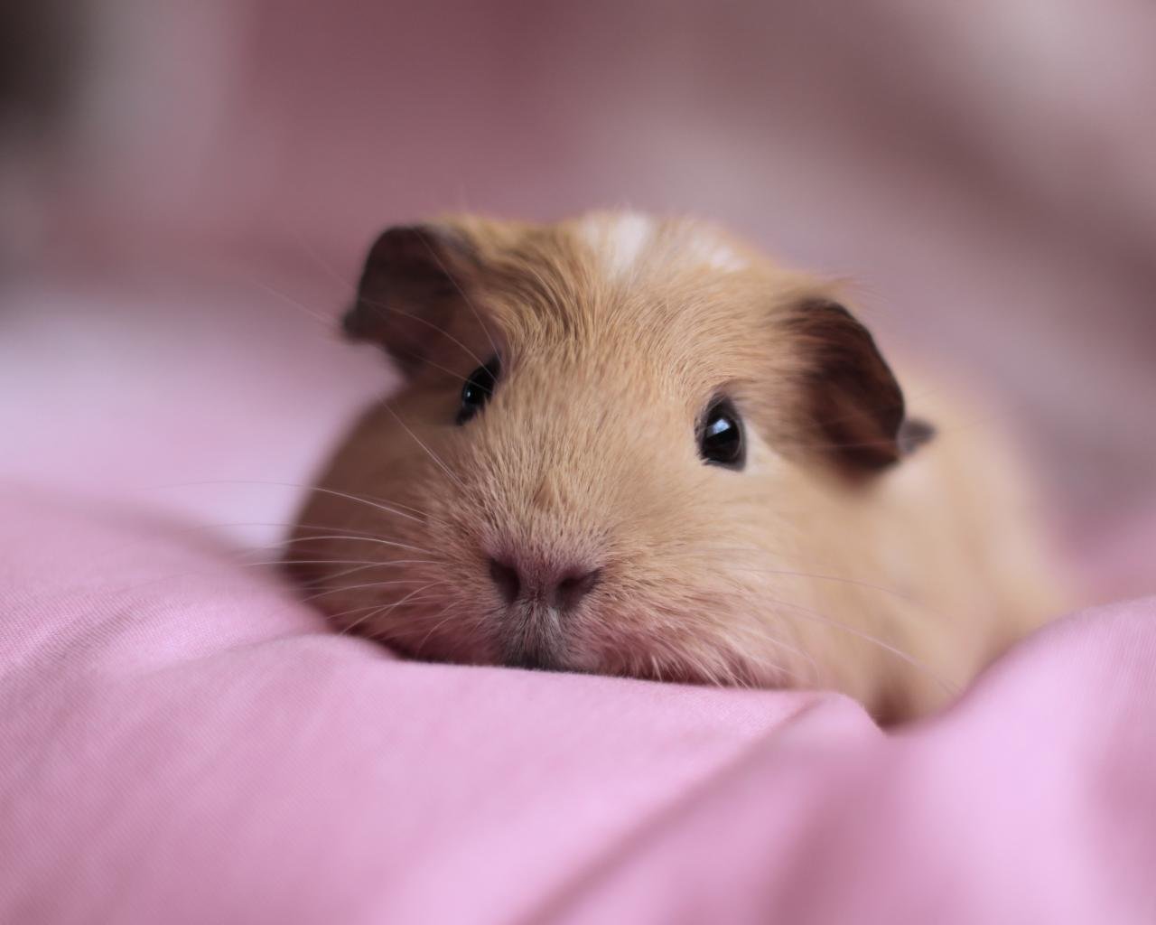 High resolution Guinea Pig hd 1280x1024 wallpaper ID:270944 for computer