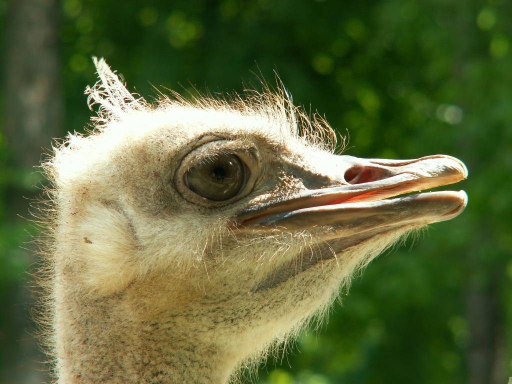 Free download Ostrich background ID:290160 hd 1024x768 for PC