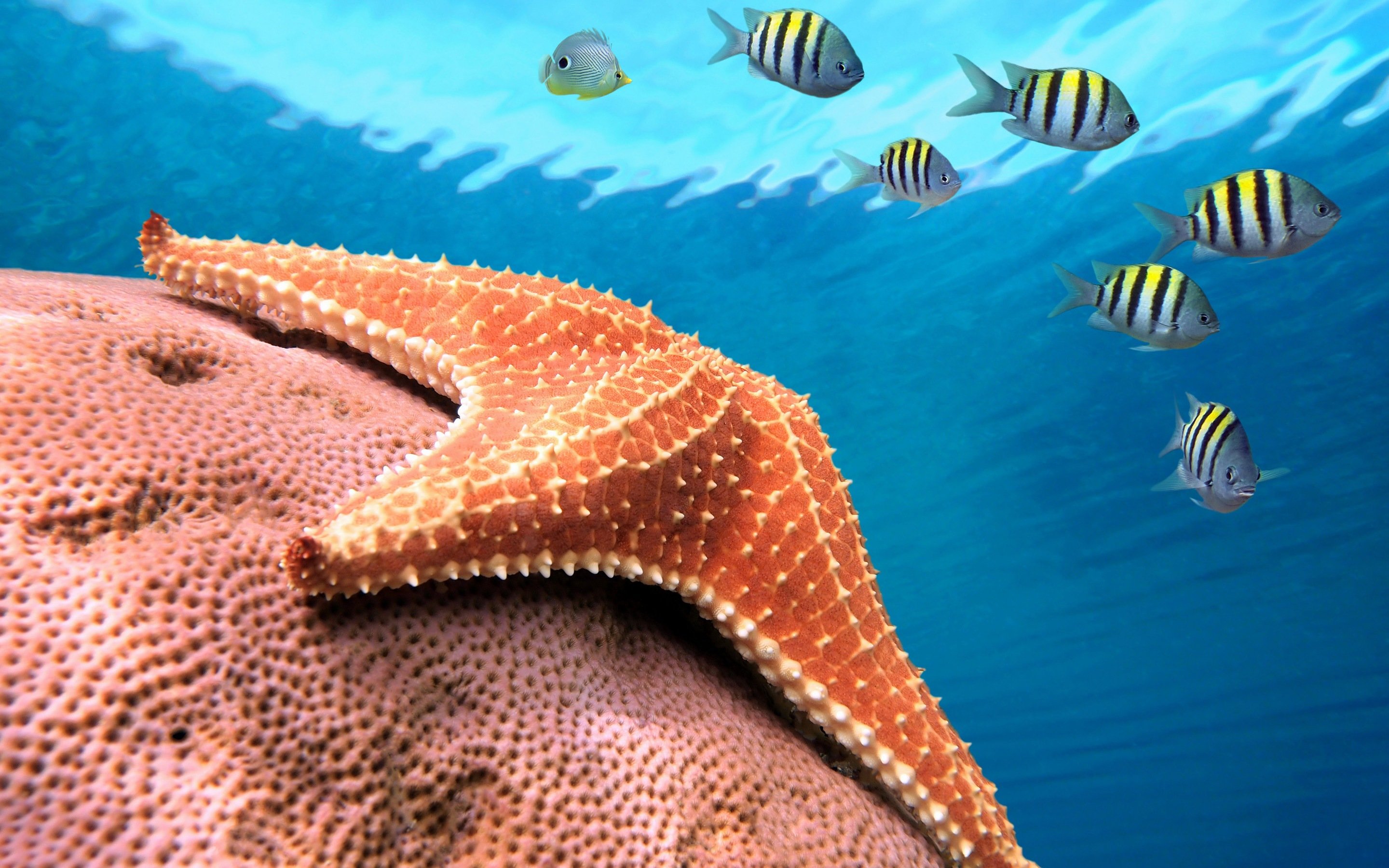 Download hd 2880x1800 Starfish computer background ID:29664 for free