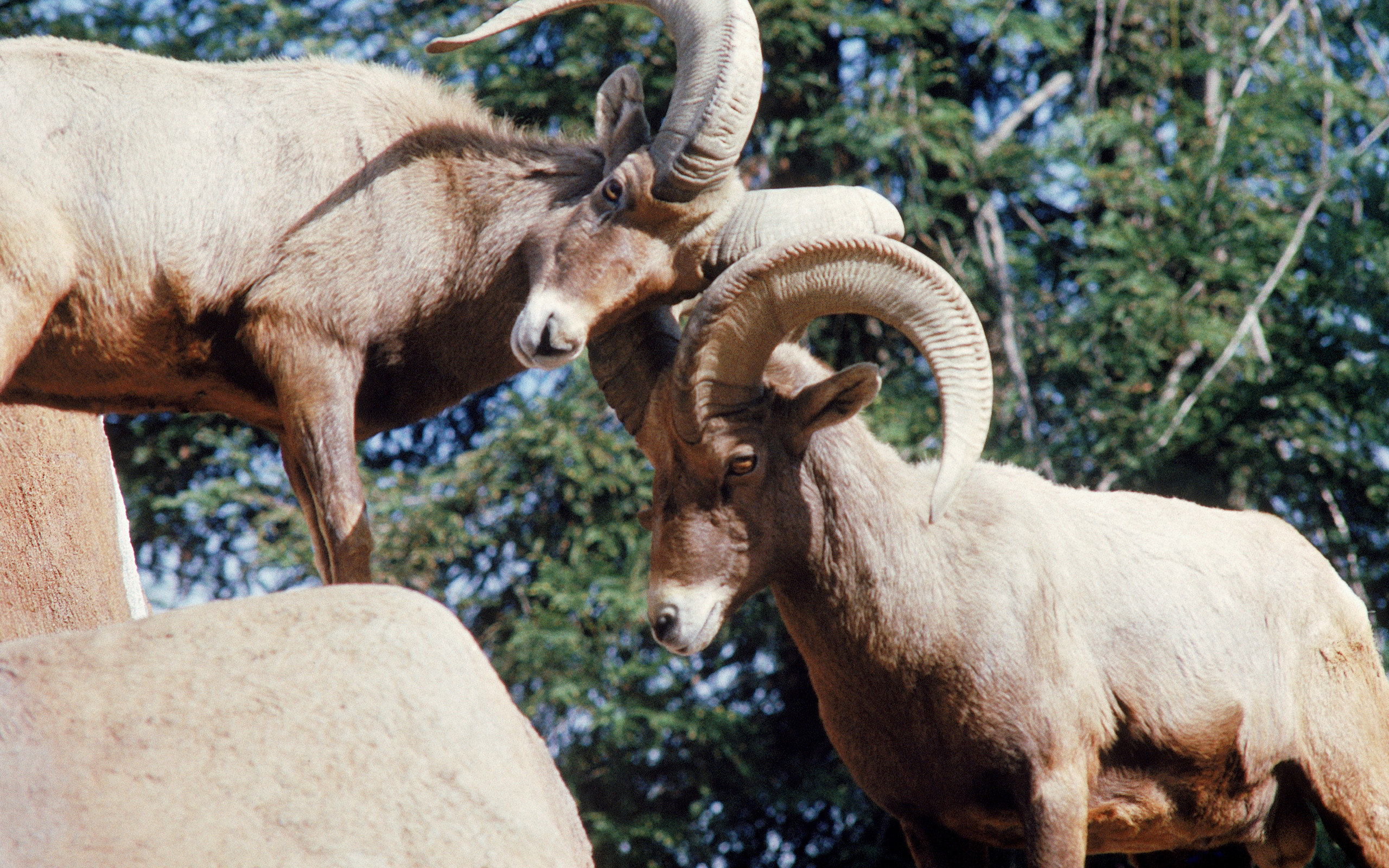 Awesome Bighorn Sheep free background ID:445229 for hd 2560x1600 desktop