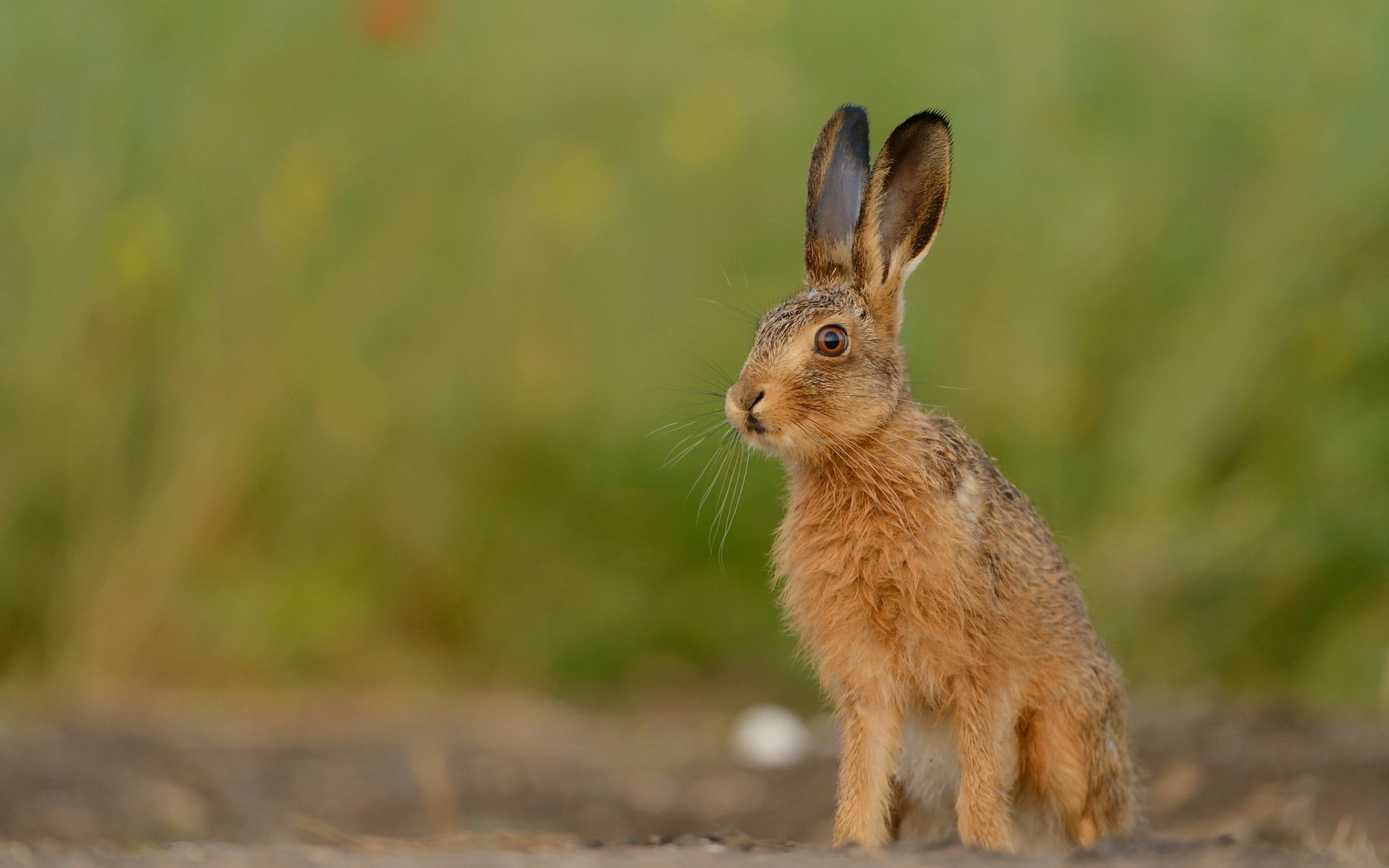 Awesome Hare free wallpaper ID:81072 for hd 1920x1200 PC