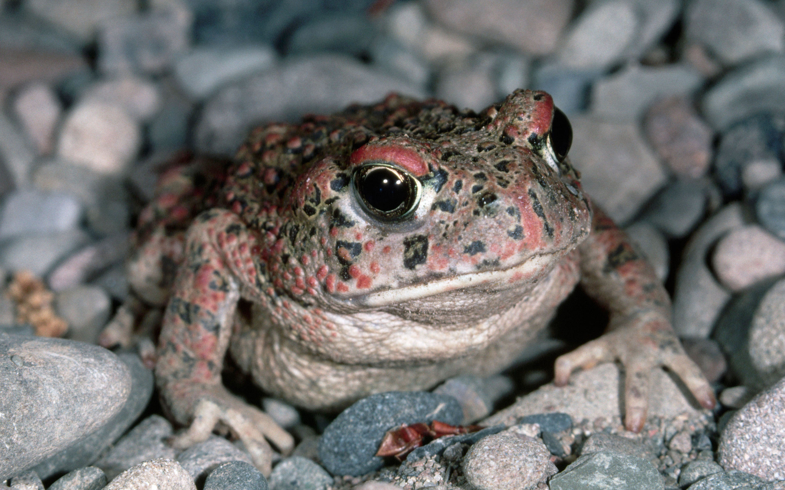 Awesome Toad free wallpaper ID:58467 for hd 2560x1600 PC
