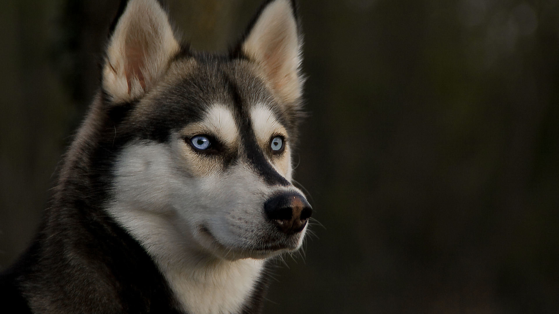 High resolution Husky hd 1080p background ID:198308 for PC