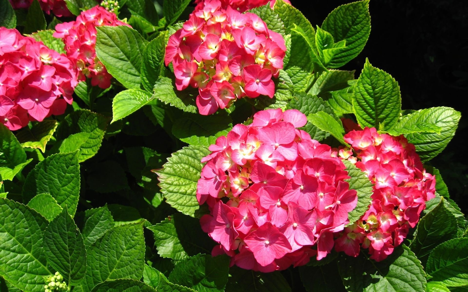 Download hd 1920x1200 Hydrangea PC background ID:282285 for free
