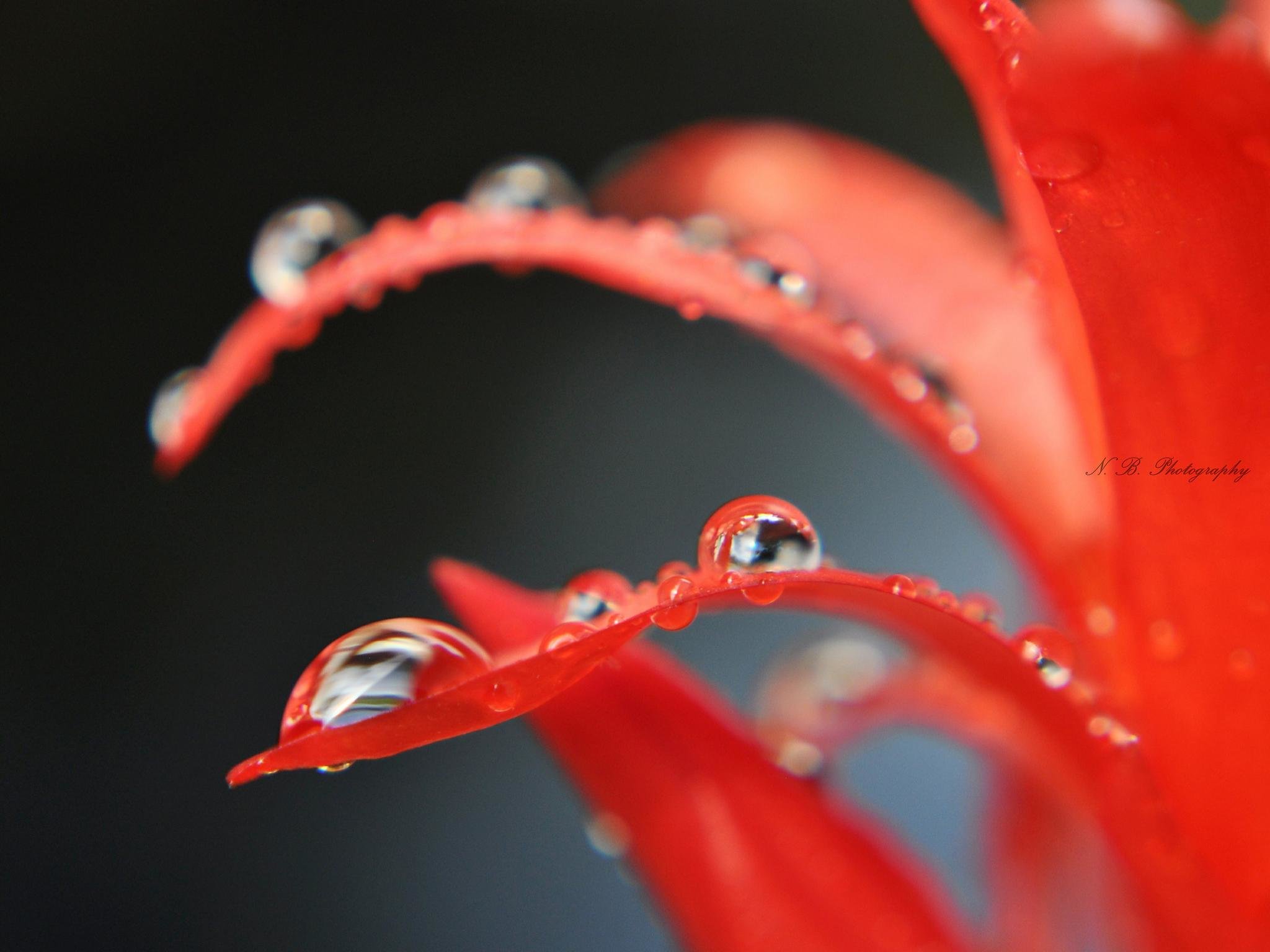 High resolution Water Drop hd 2048x1536 wallpaper ID:430410 for PC