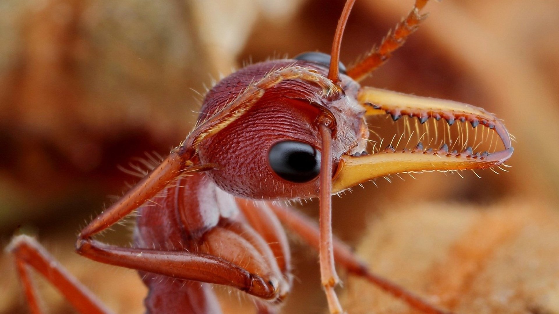 Free download Ant wallpaper ID:401348 hd 1080p for computer