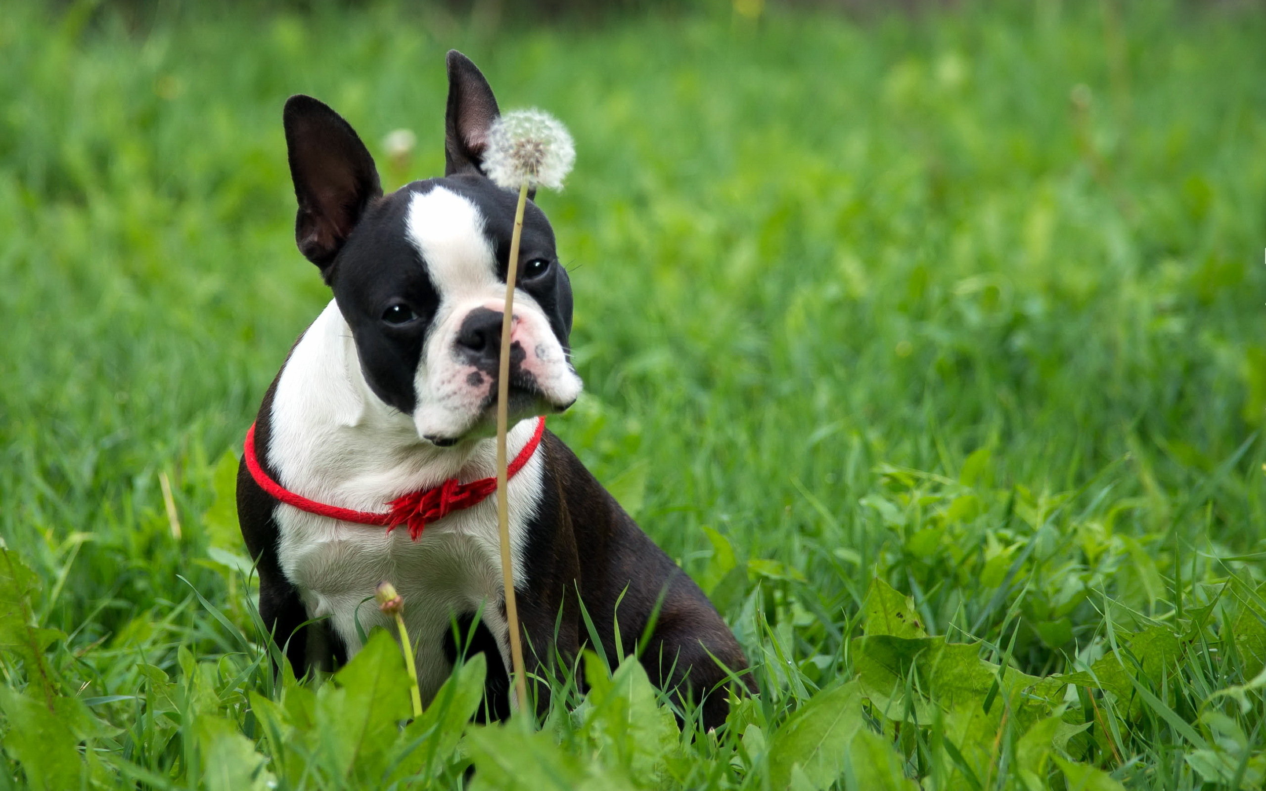 Download hd 2560x1600 Boston Terrier computer wallpaper ID:389390 for free