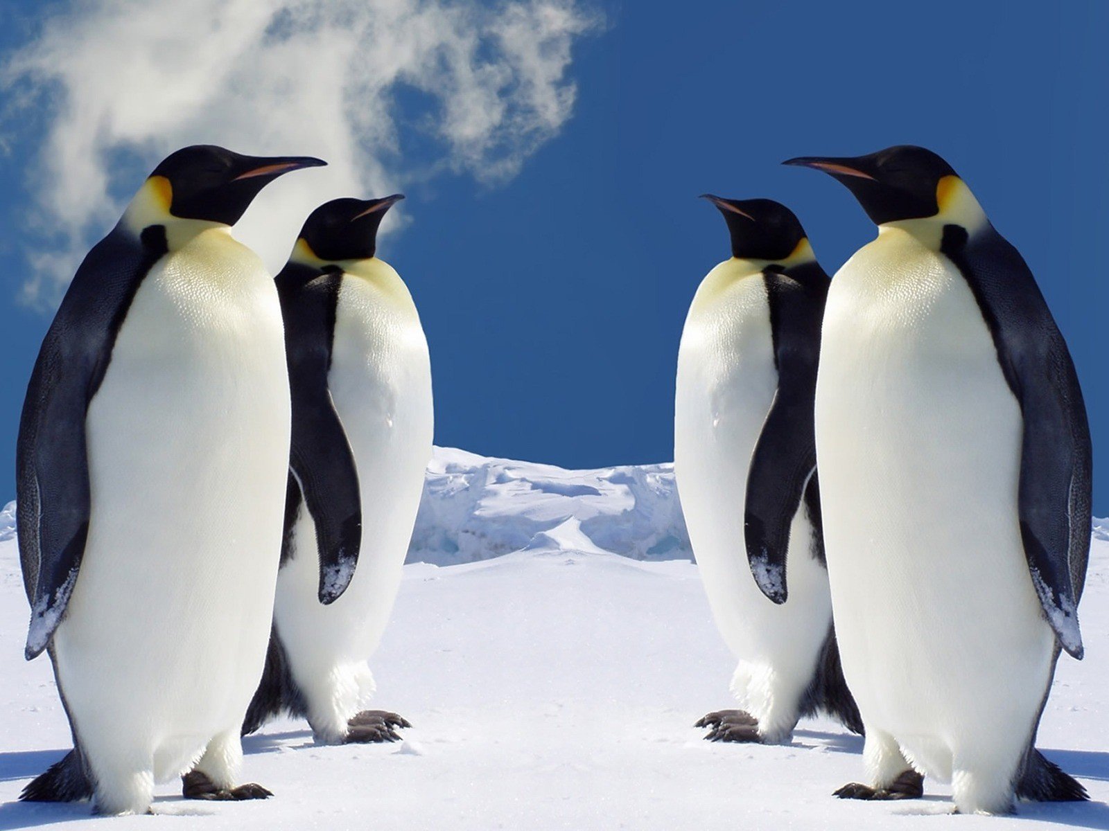 High resolution Emperor Penguin hd 1600x1200 background ID:47916 for PC