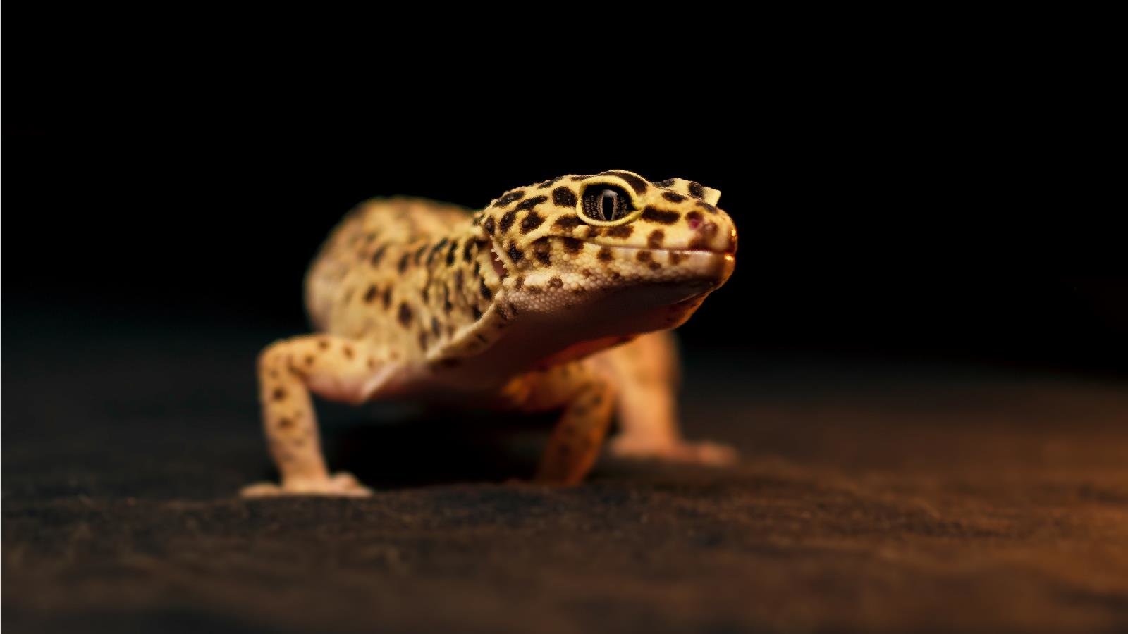 Awesome Leopard Gecko free wallpaper ID:357666 for hd 1600x900 computer