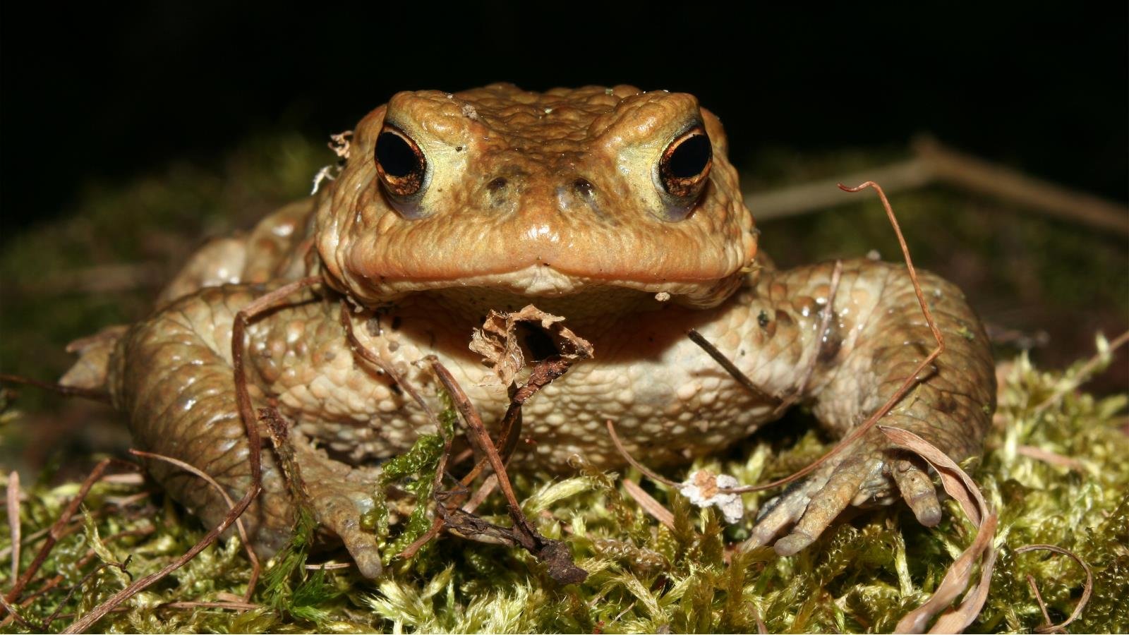 High resolution Toad hd 1600x900 background ID:58511 for PC
