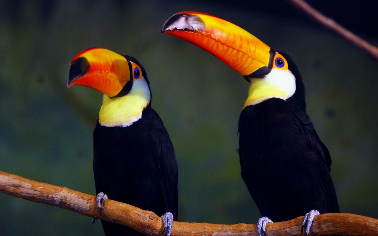 Free download Toucan wallpaper ID:57315 hd 1280x800 for computer