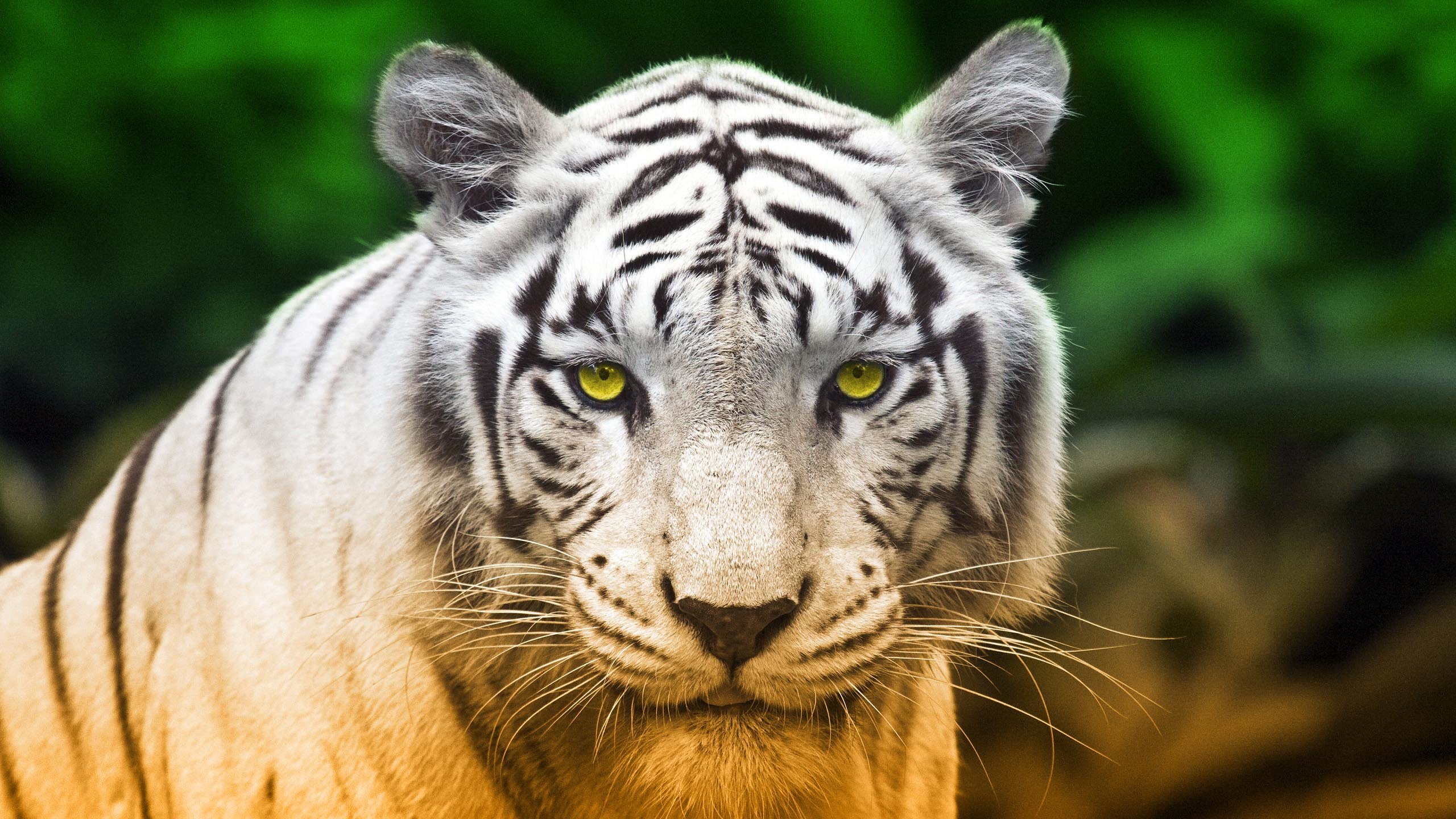 Download hd 2560x1440 White Tiger desktop wallpaper ID:174847 for free