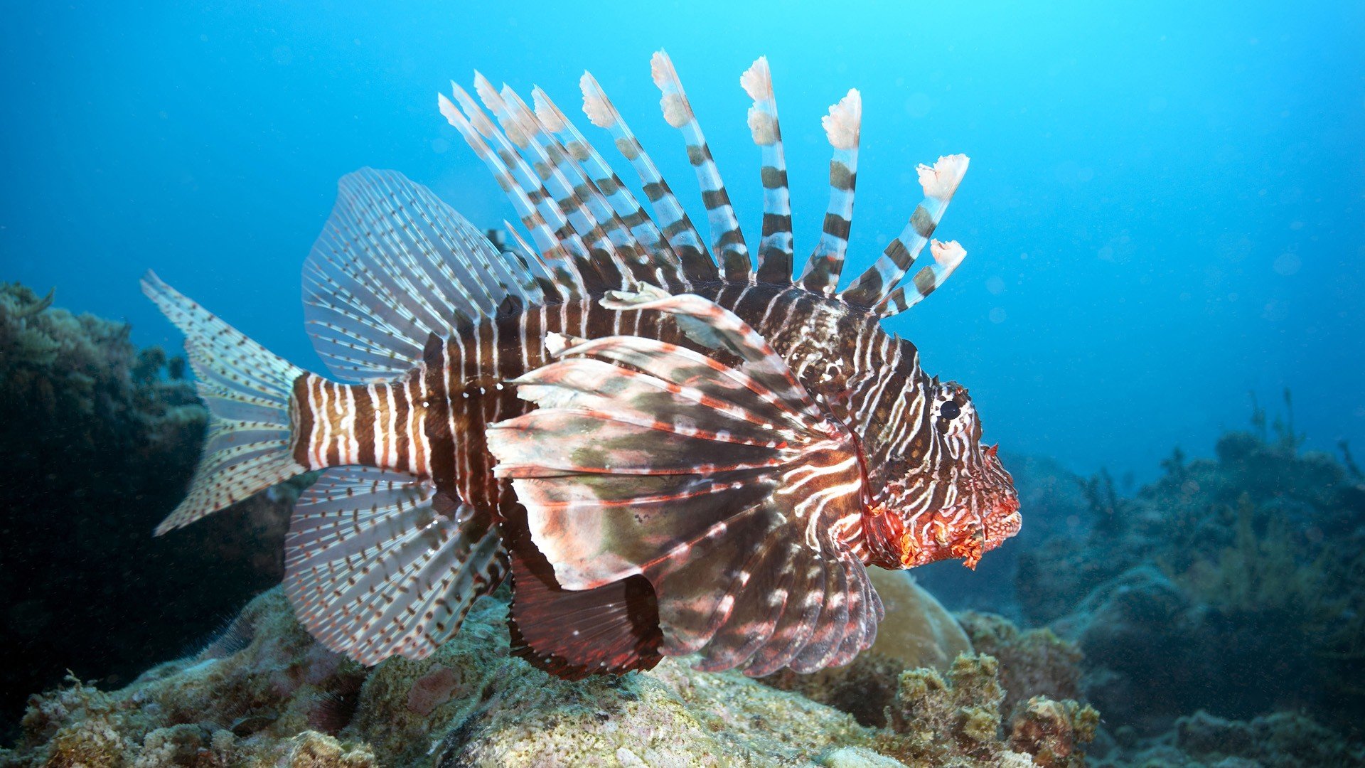 Awesome Lionfish free wallpaper ID:438242 for full hd 1080p computer