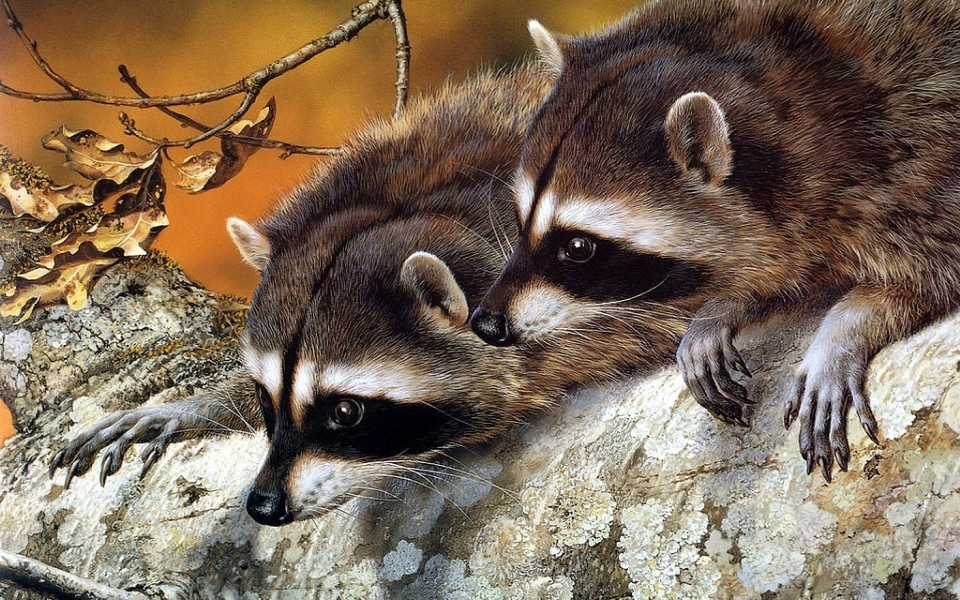 Free Raccoon high quality background ID:185448 for hd 1920x1200 computer