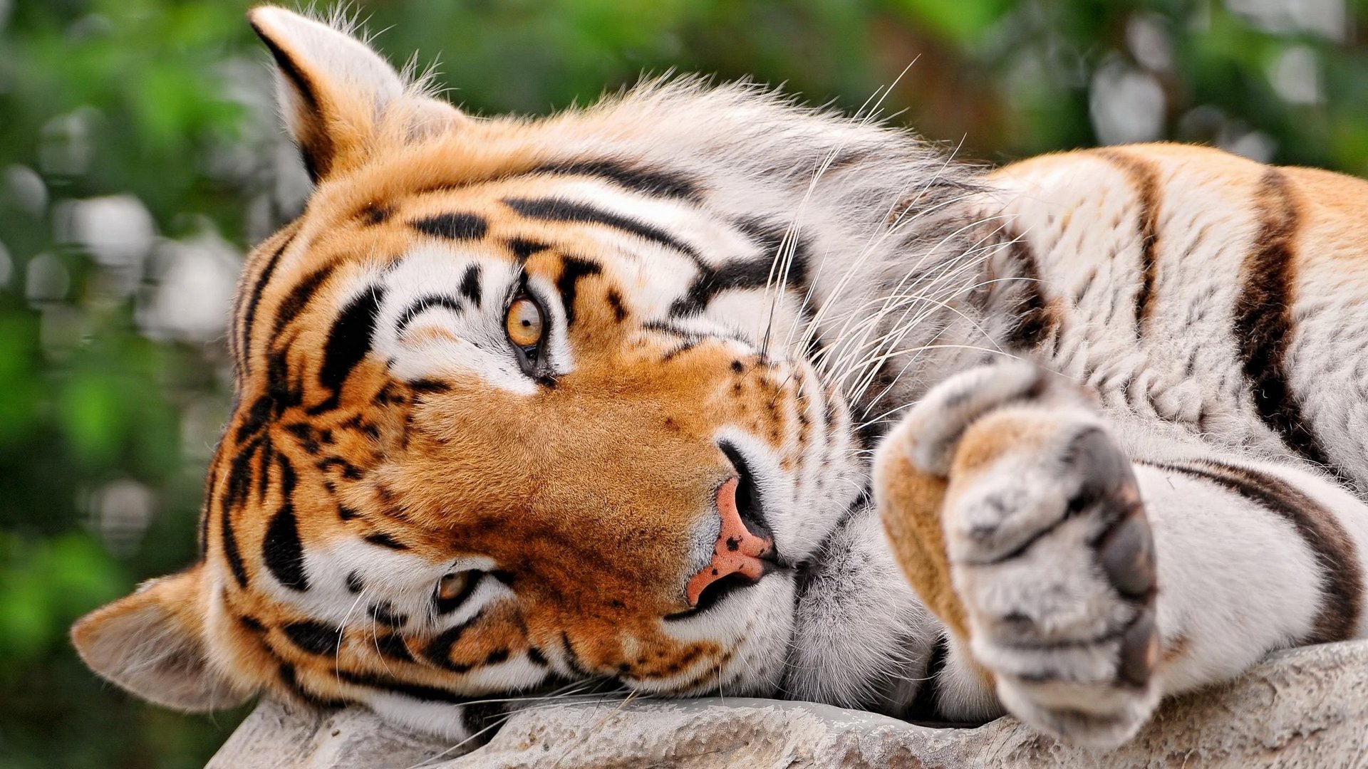 Awesome Tiger free wallpaper ID:115741 for hd 1920x1080 PC