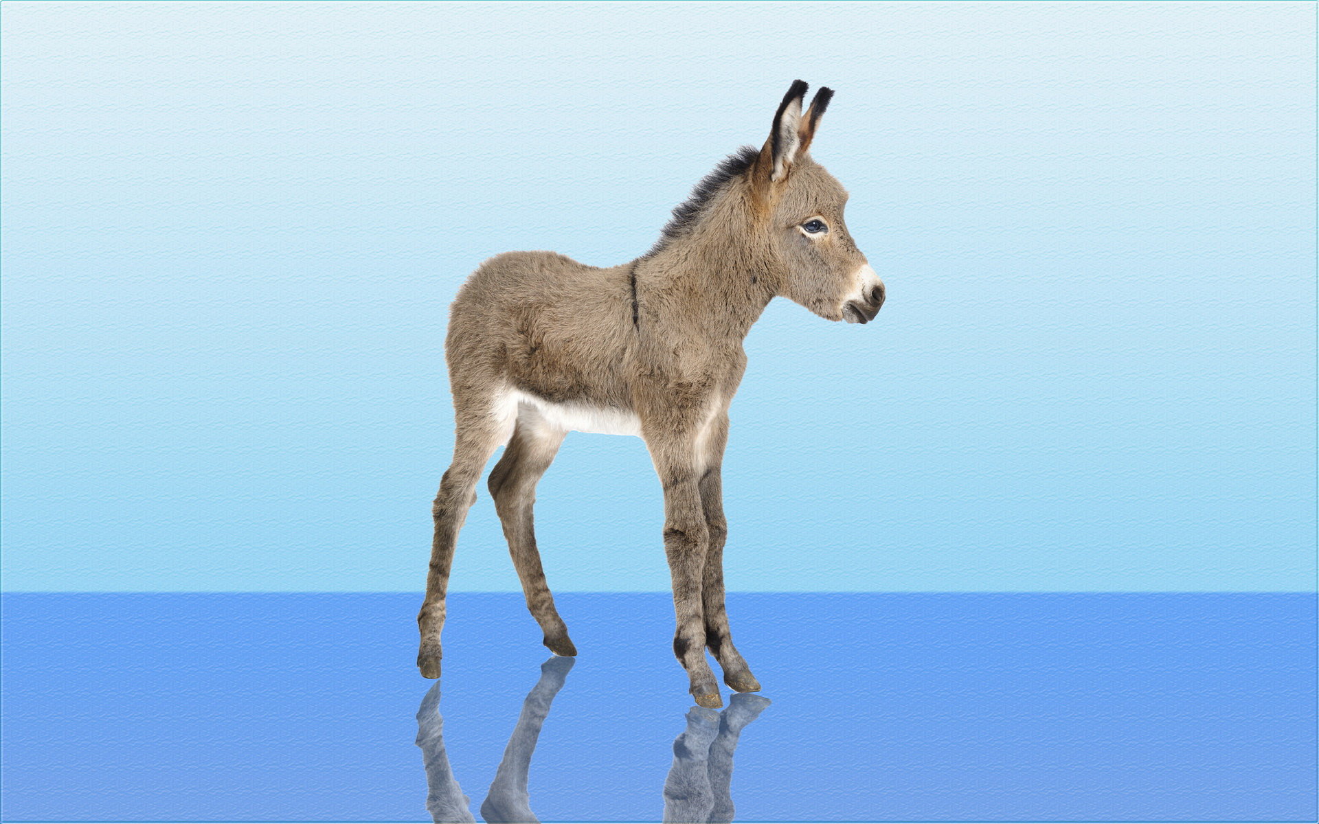 Free Donkey high quality background ID:194066 for hd 1920x1200 computer