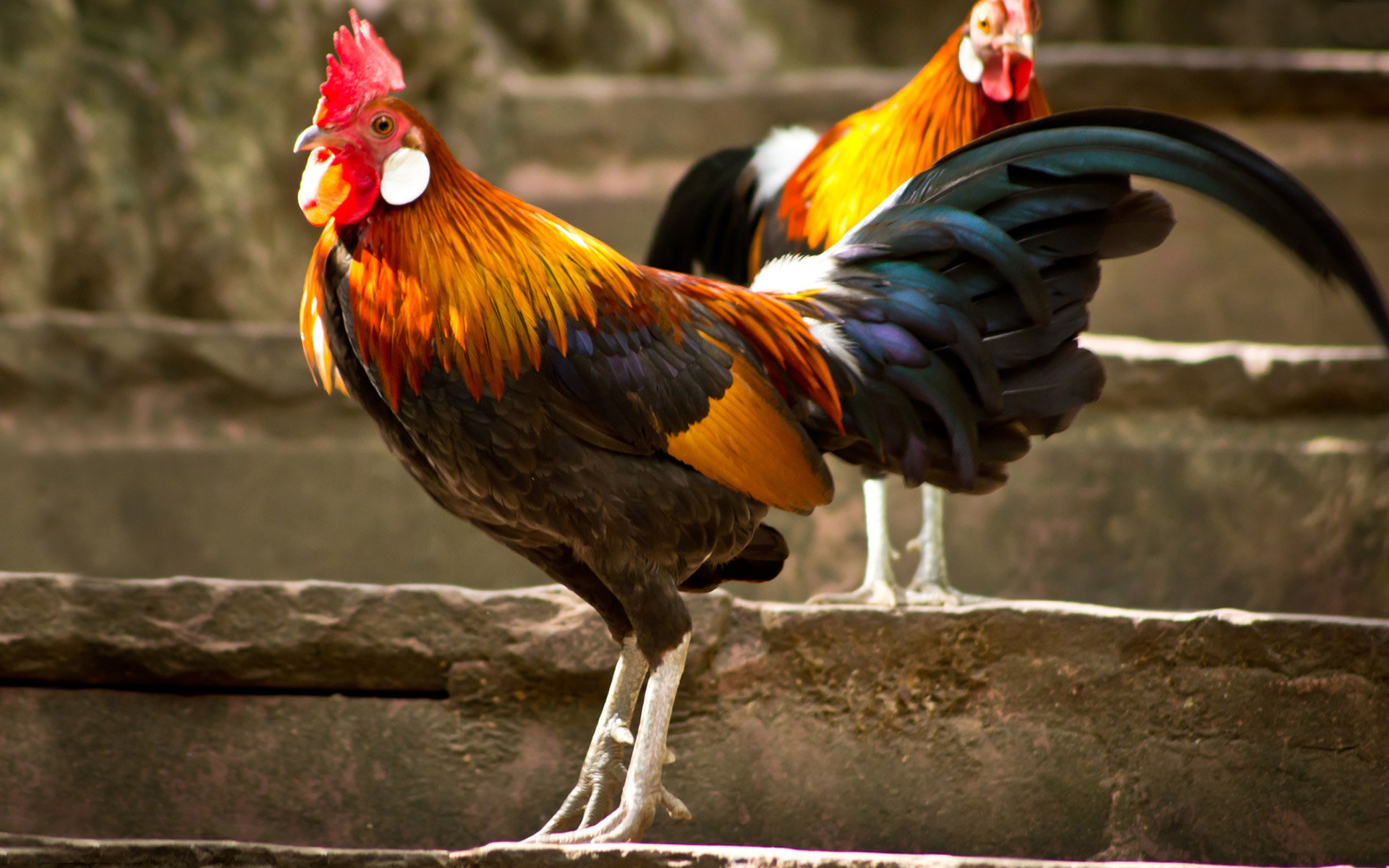 Free download Rooster wallpaper ID:123598 hd 1920x1200 for PC