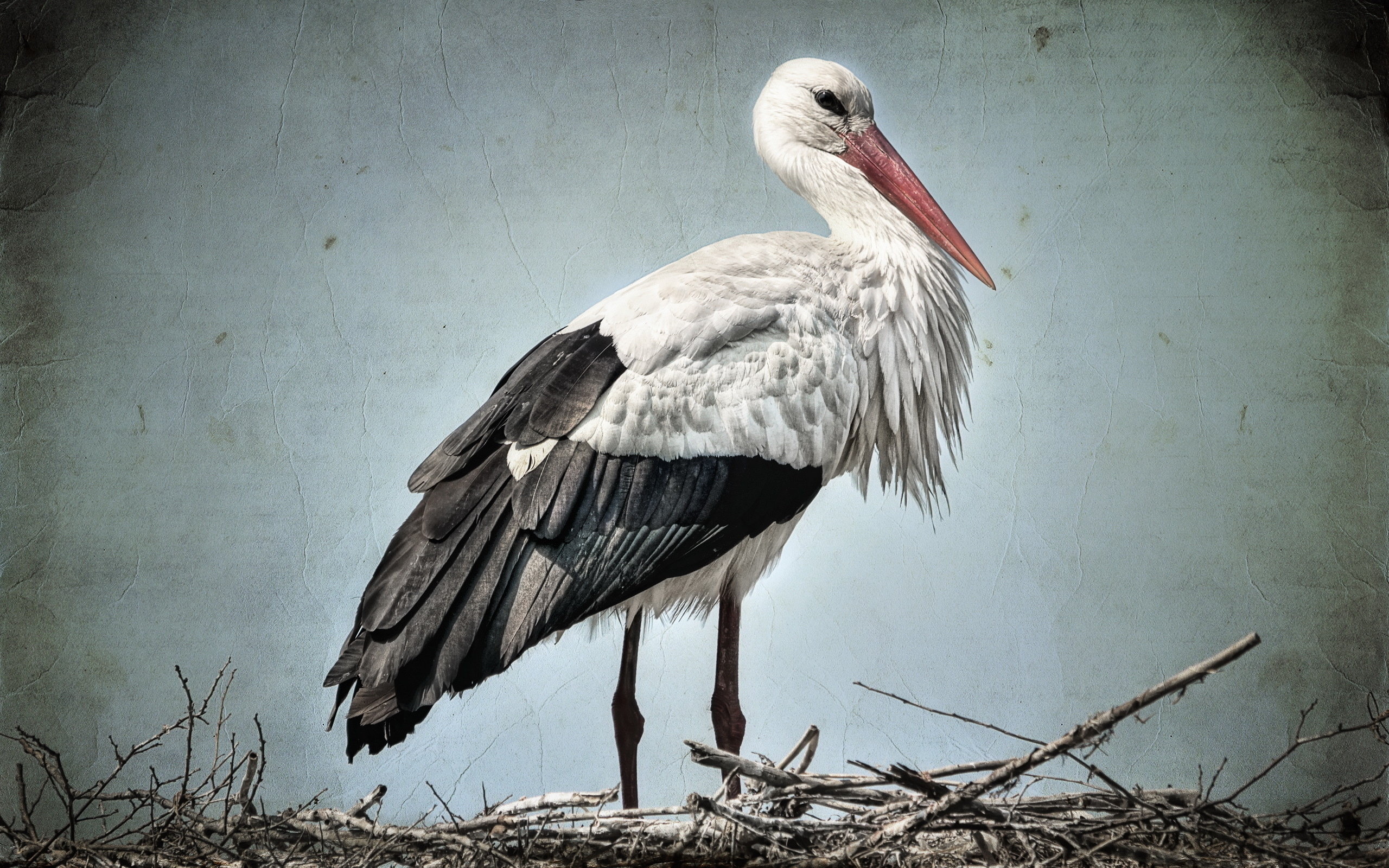 Free White Stork high quality wallpaper ID:9567 for hd 2560x1600 computer