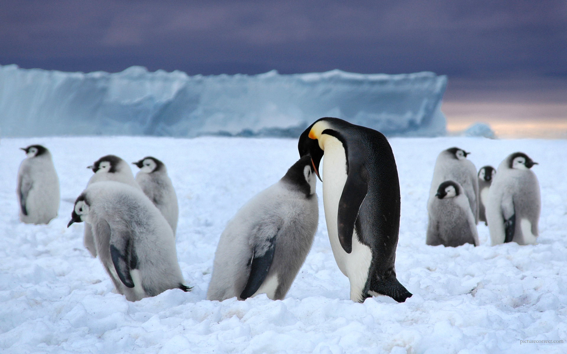 Download hd 1920x1200 Emperor Penguin computer background ID:47926 for free