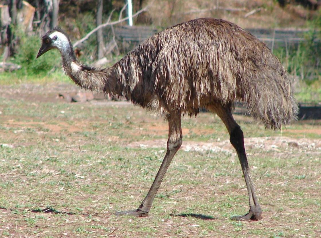 Awesome Emu free background ID:391637 for hd 1120x832 desktop