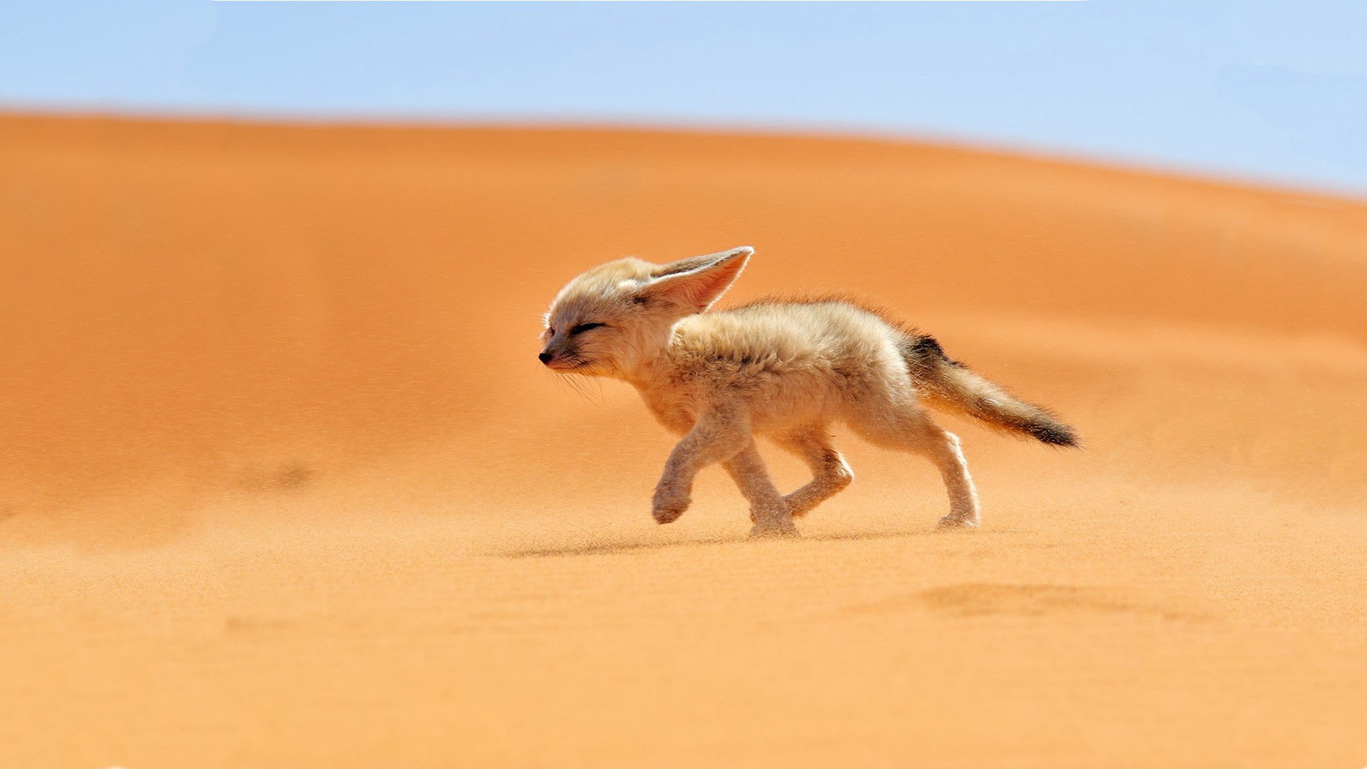 Free download Fennec Fox background ID:137659 full hd 1080p for computer