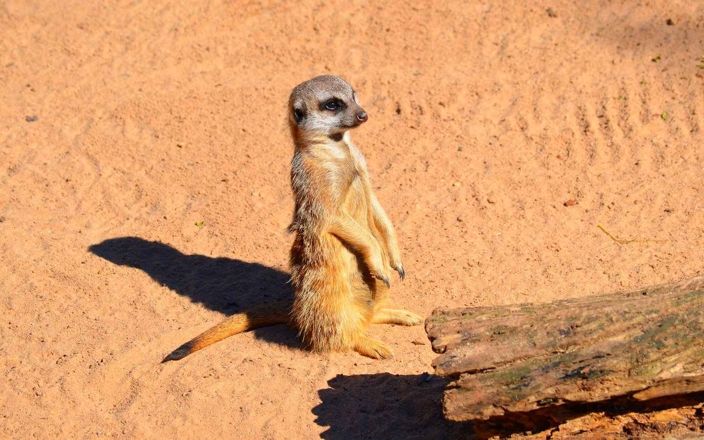 Free Meerkat high quality background ID:164568 for hd 1440x900 computer