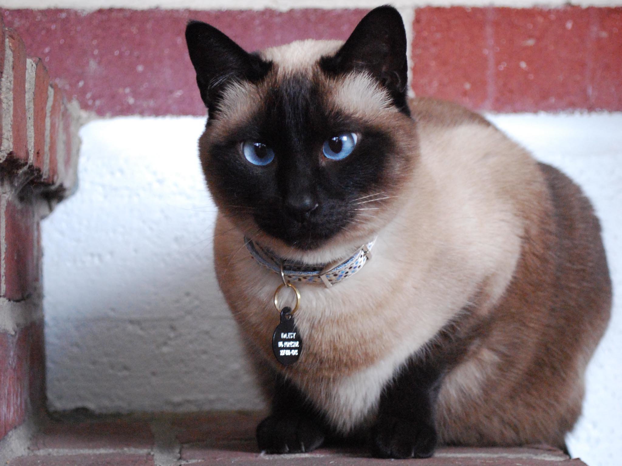 Best Siamese Cat wallpaper ID:53379 for High Resolution hd 2048x1536 computer