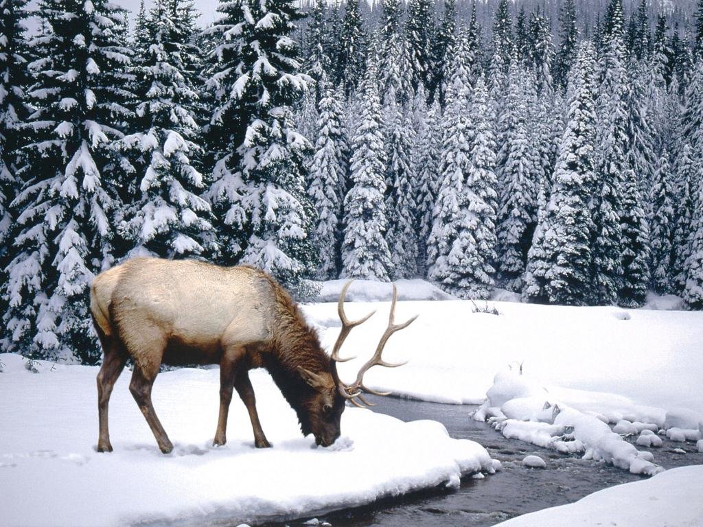 Download hd 1024x768 Elk computer background ID:248466 for free