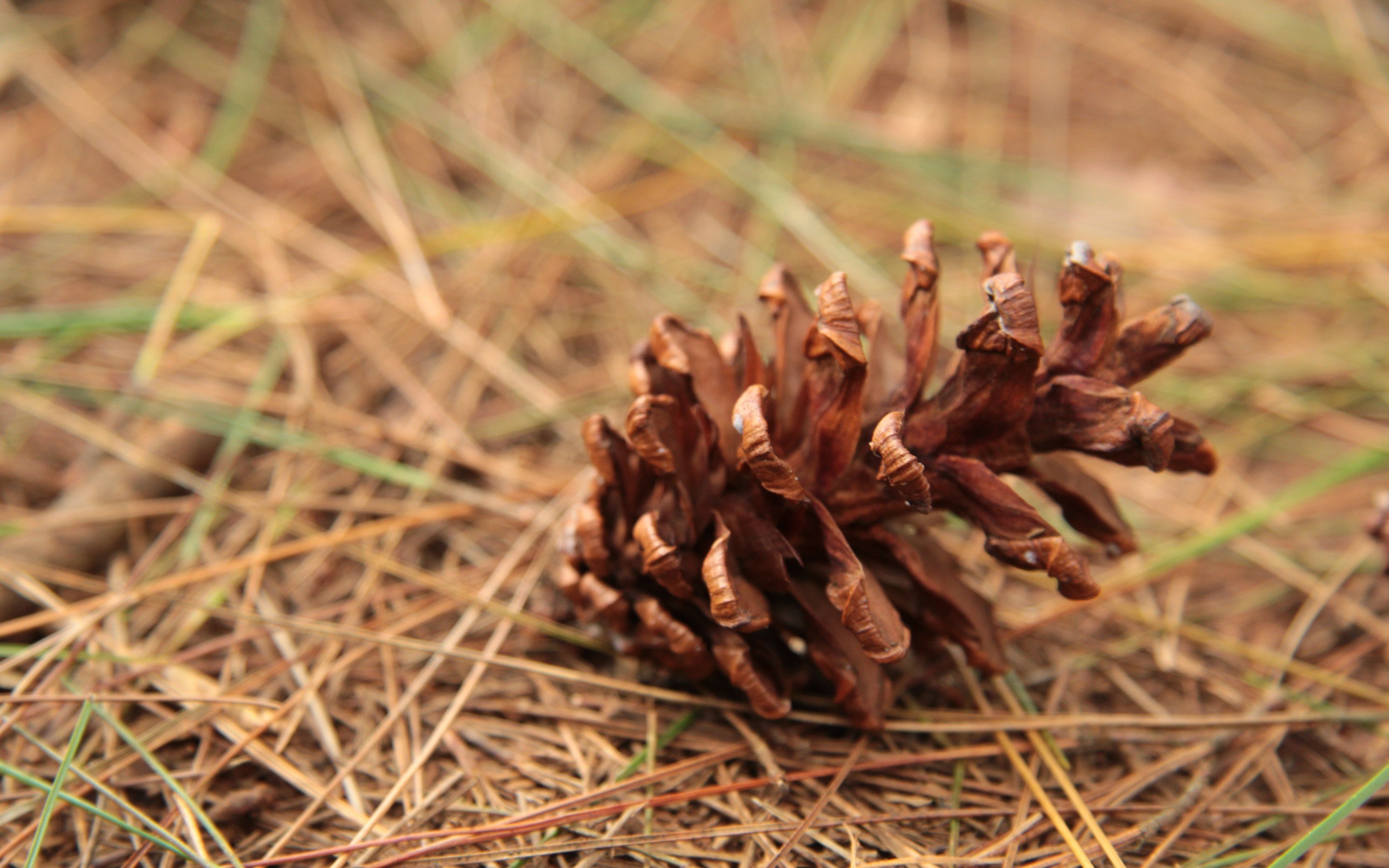 Best Pine Cone wallpaper ID:463627 for High Resolution hd 2880x1800 computer