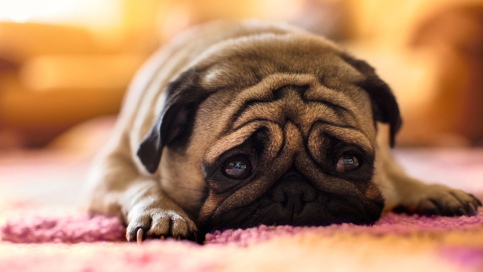 High resolution Pug full hd wallpaper ID:282828 for computer