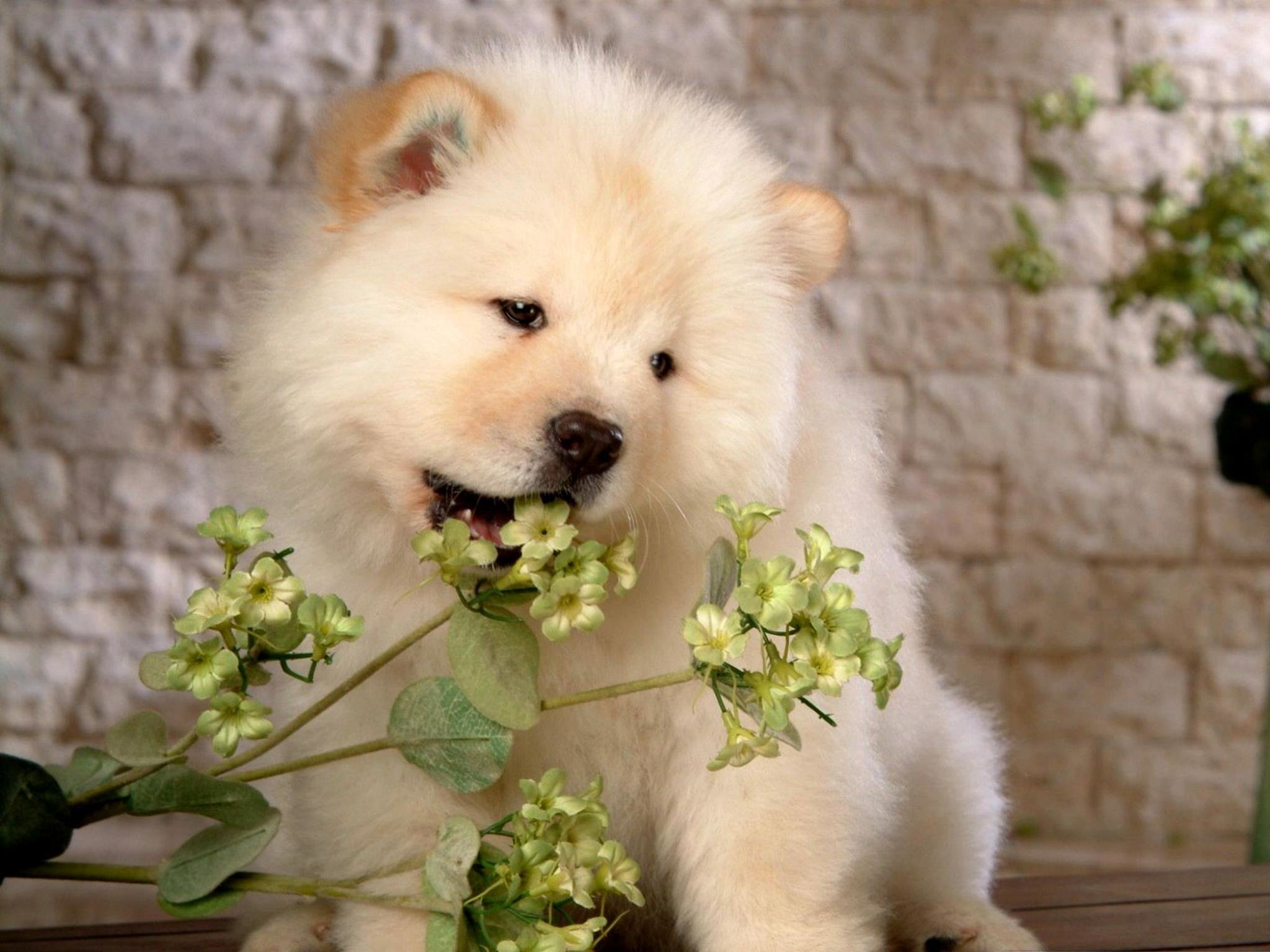 Download hd 2048x1536 Samoyed computer background ID:63154 for free