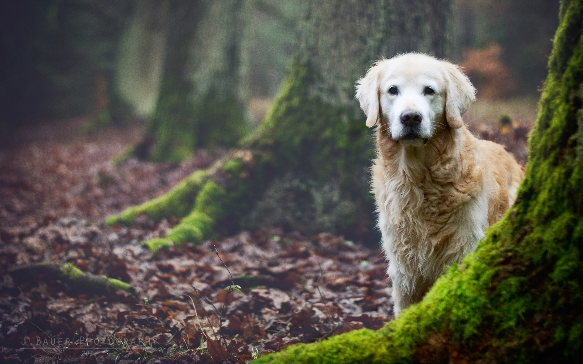 High resolution Golden Retriever hd 1920x1200 background ID:211808 for PC