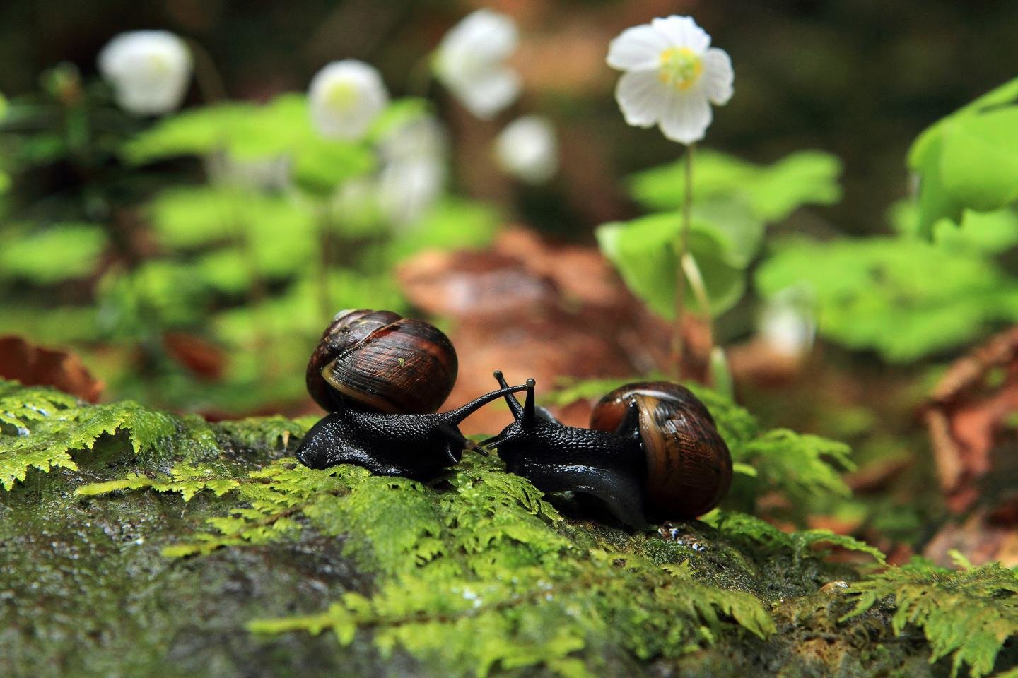 Download hd 1440x960 Snail PC background ID:198767 for free