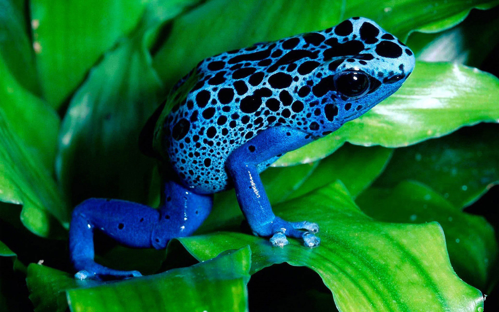High resolution Poison Dart Frog hd 1920x1200 background ID:253490 for computer
