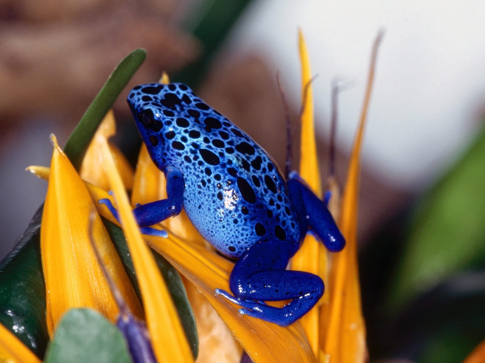 Free download Poison Dart Frog wallpaper ID:253489 hd 1600x1200 for PC