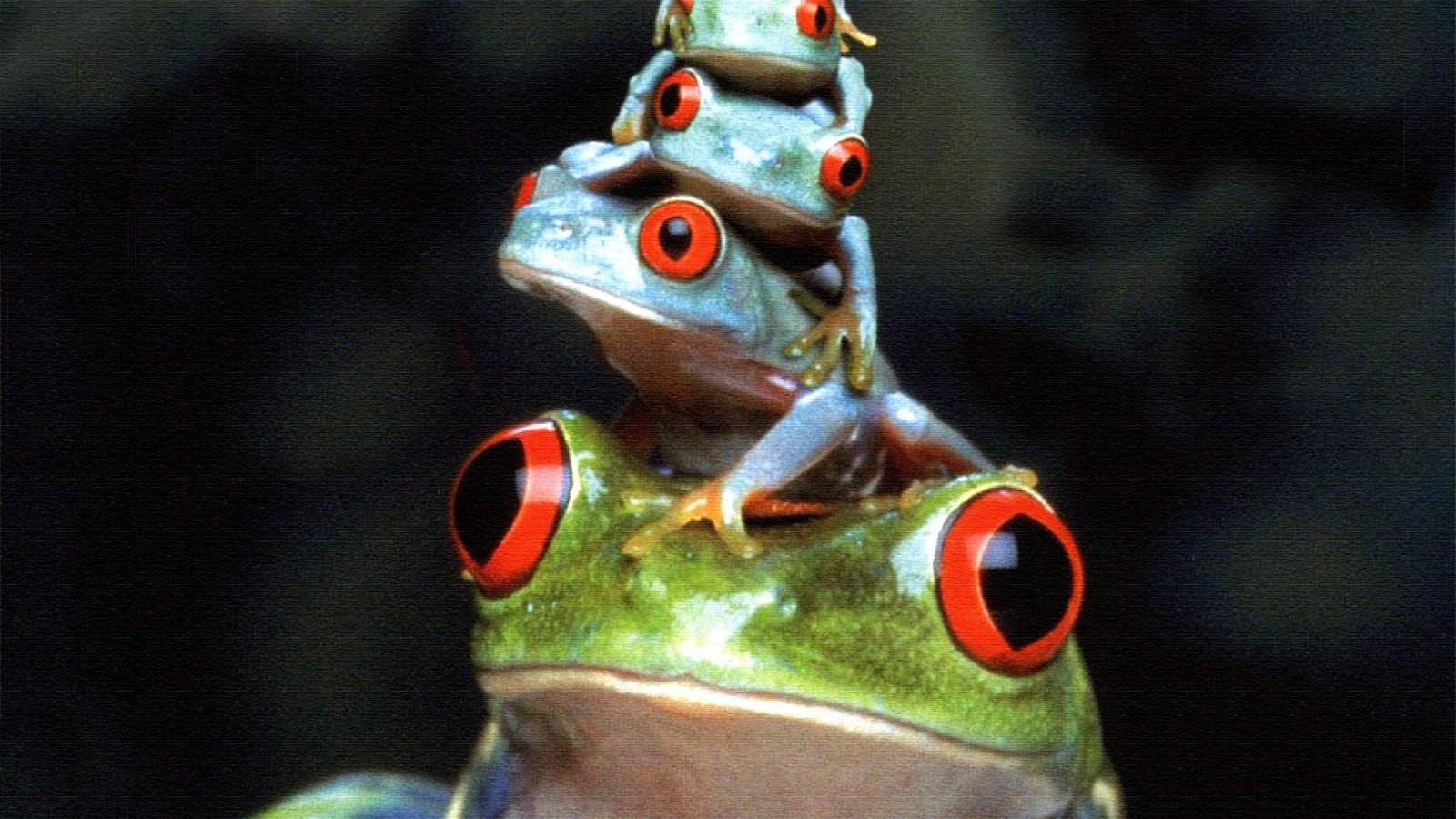 Awesome Red Eyed Tree Frog free wallpaper ID:20214 for hd 1600x900 PC