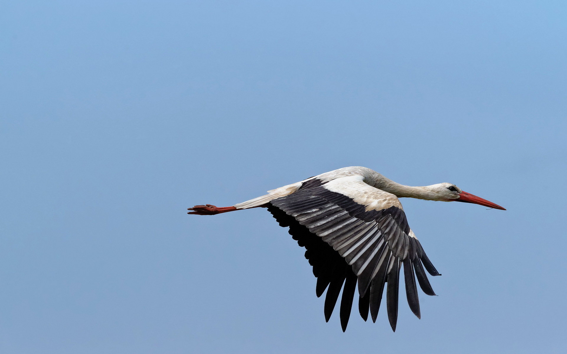 Best White Stork wallpaper ID:9562 for High Resolution hd 1920x1200 PC