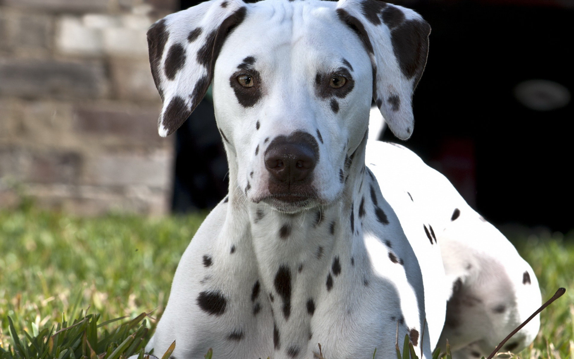 Awesome Dalmatian free background ID:433529 for hd 1920x1200 computer