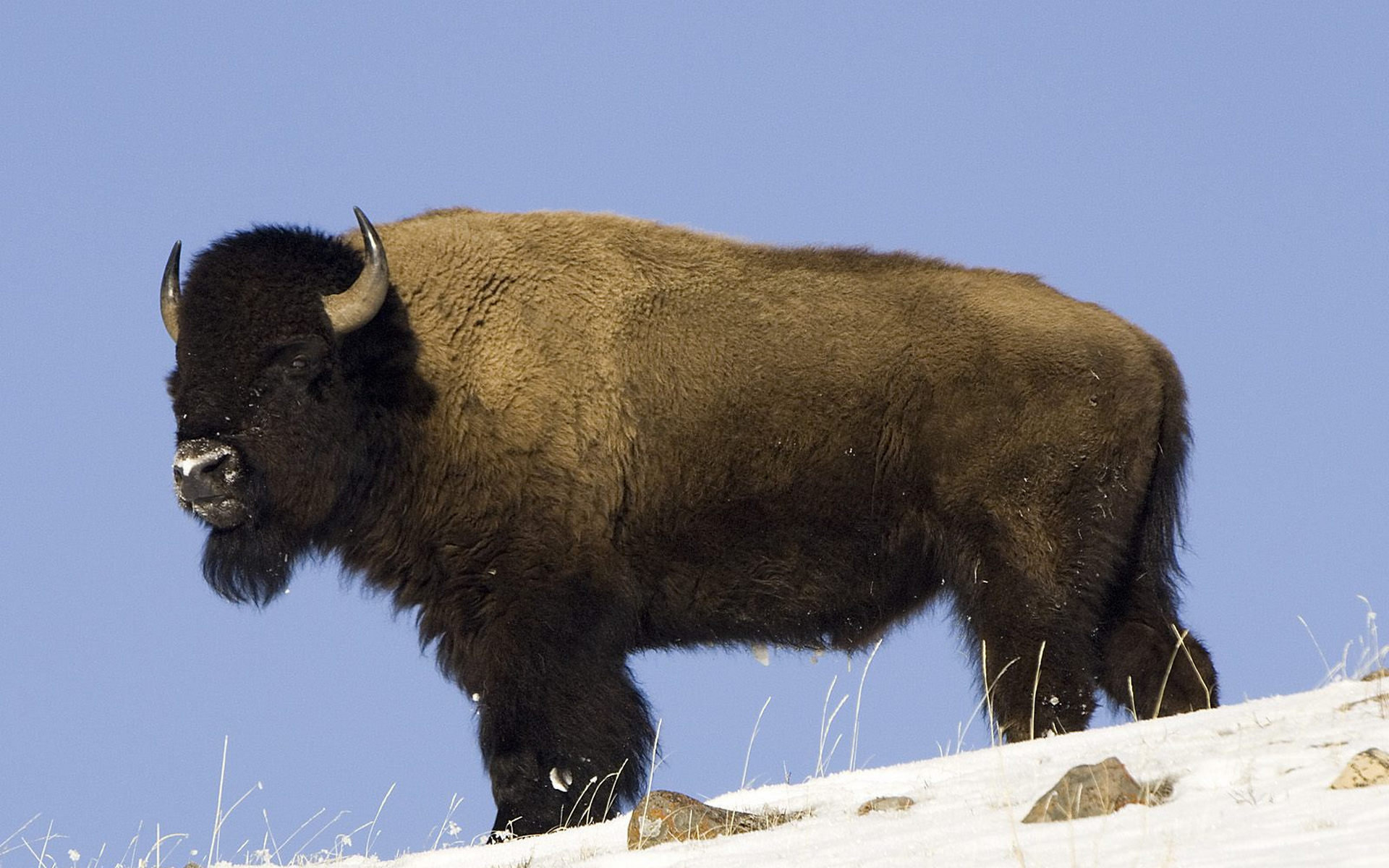 Free download Bison background ID:130638 hd 1920x1200 for PC