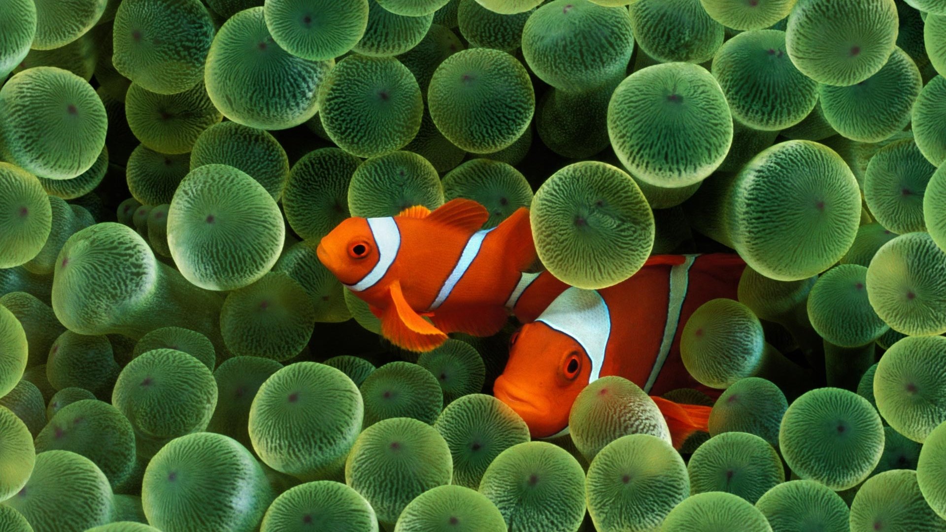 Best Clownfish background ID:53230 for High Resolution full hd 1080p PC