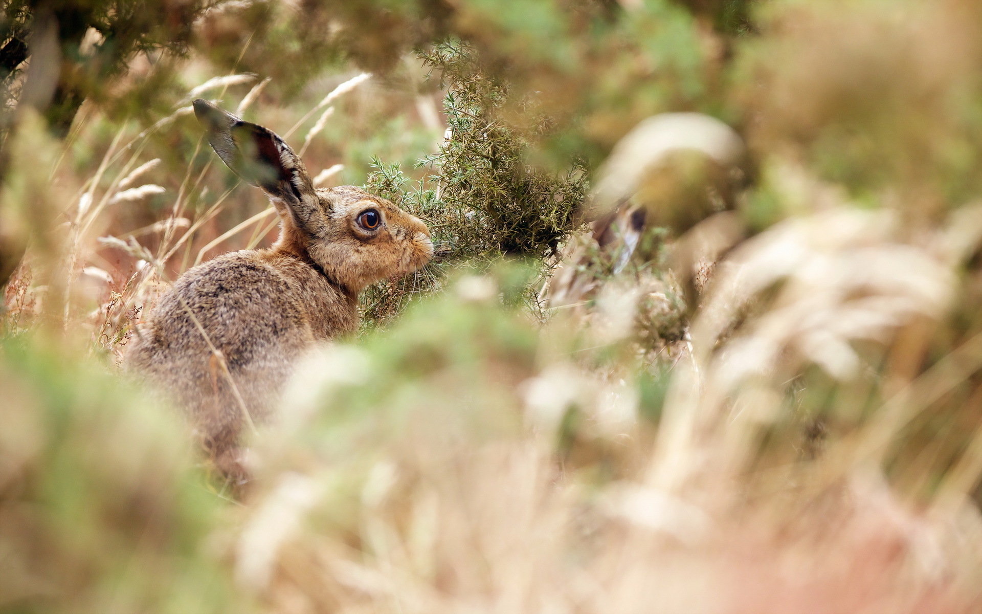 Free Hare high quality wallpaper ID:81079 for hd 1920x1200 PC